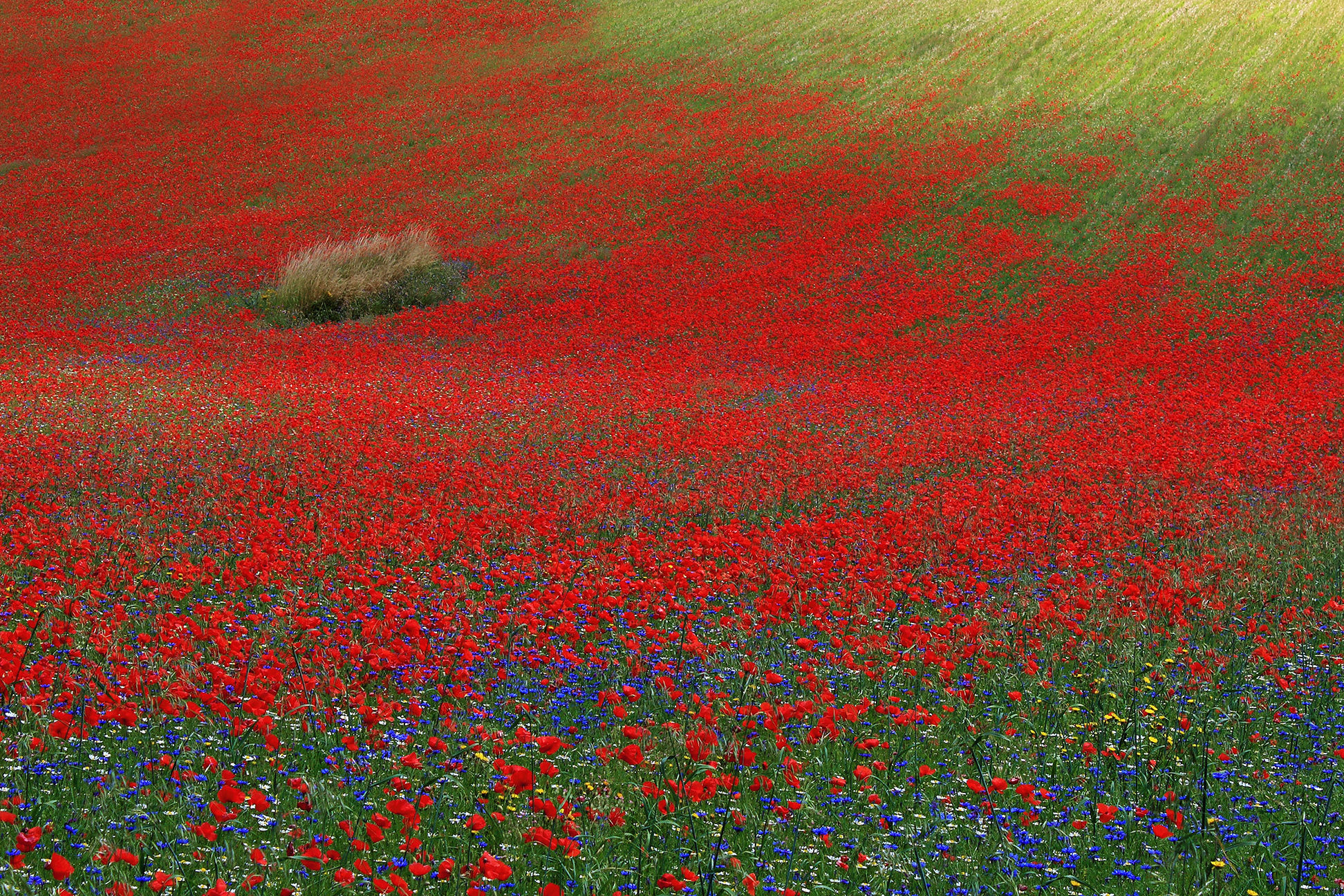 Nel rosso dei papaveri