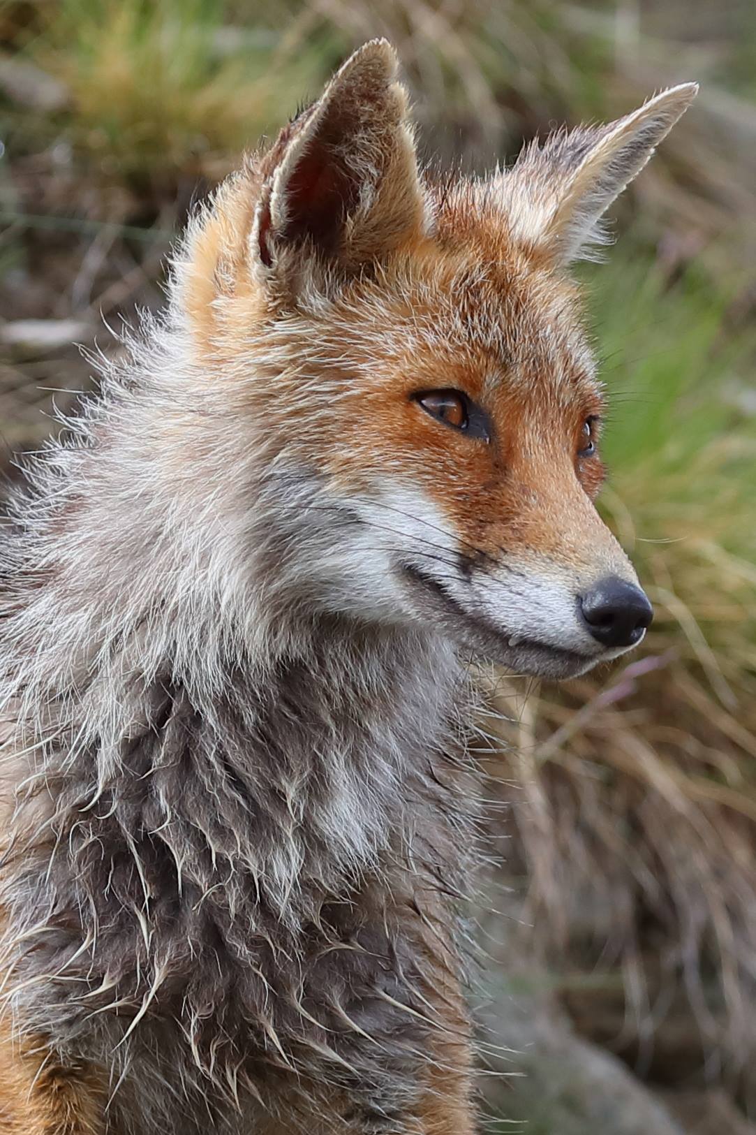 Red fox