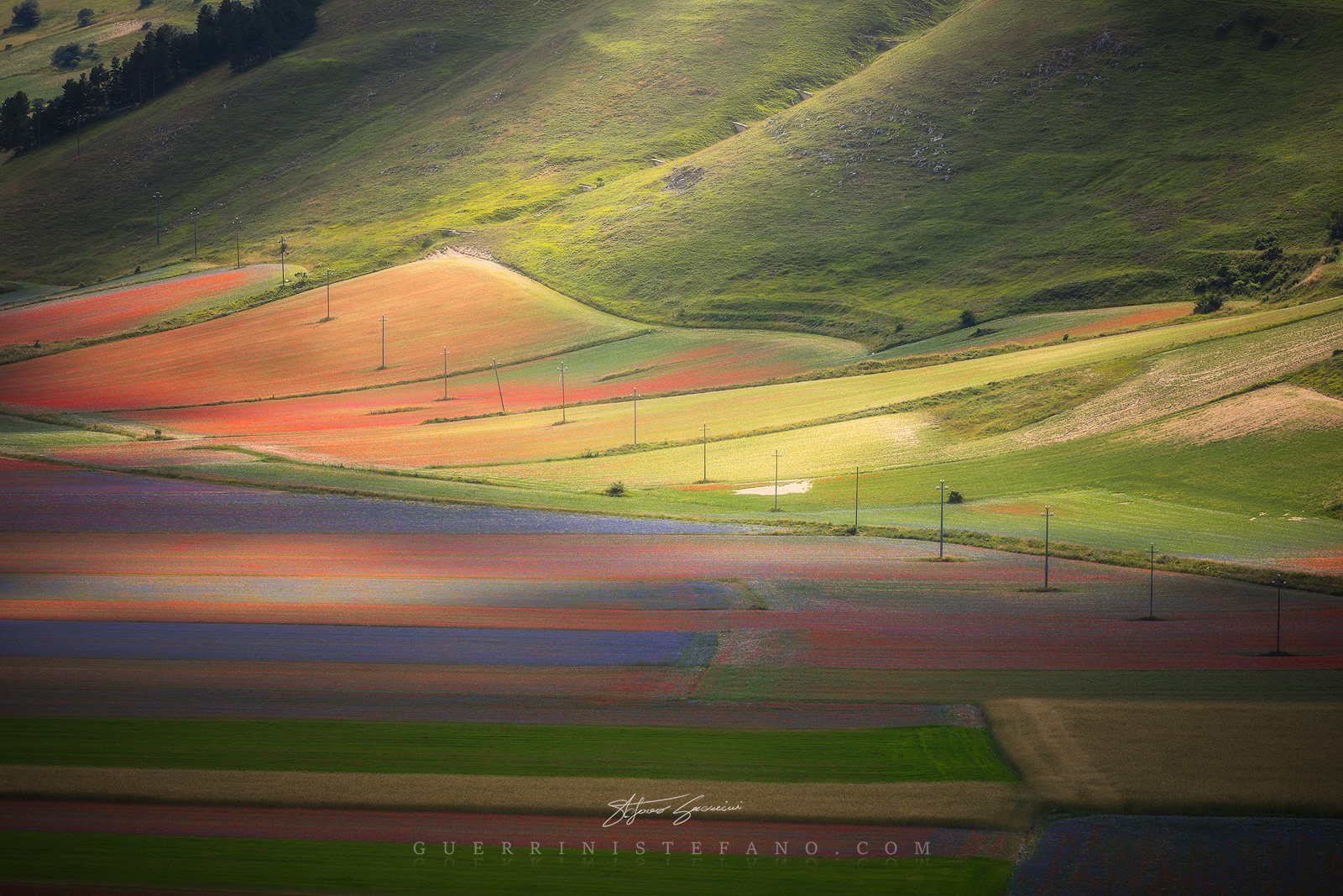 Fioritura a Castelluccio