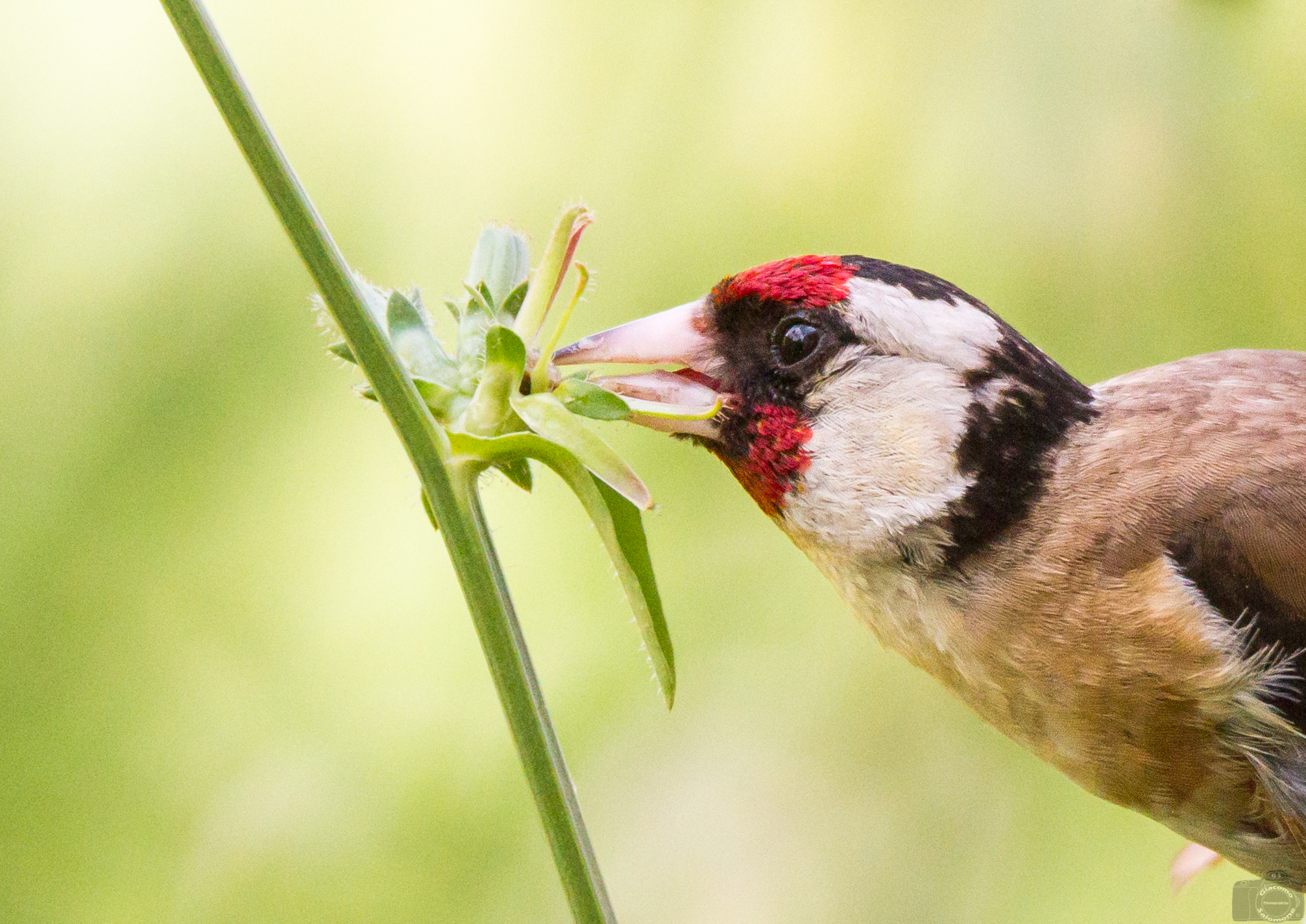 First floor of a Goldfinch.