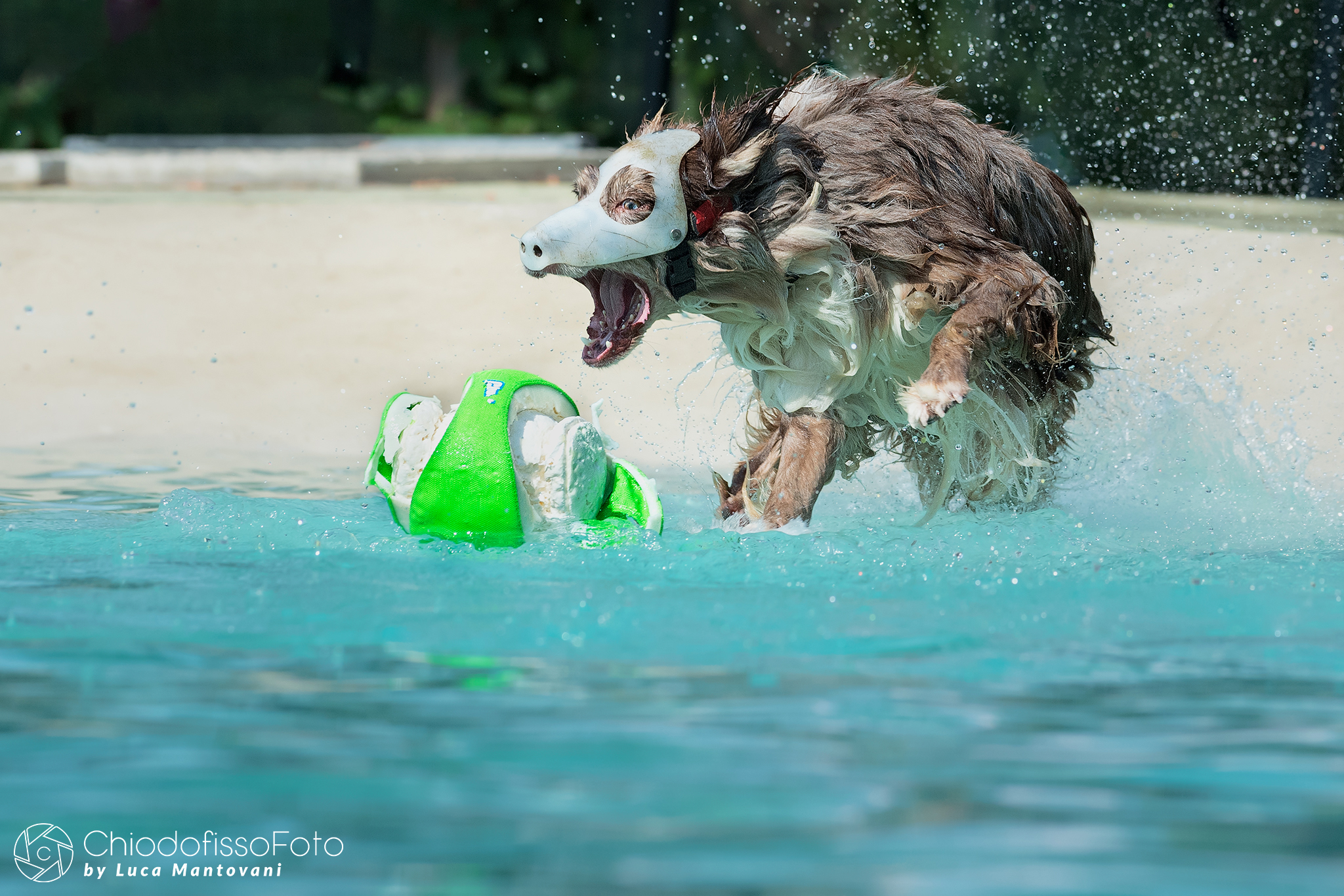 Bacchus, the Masked Dog!