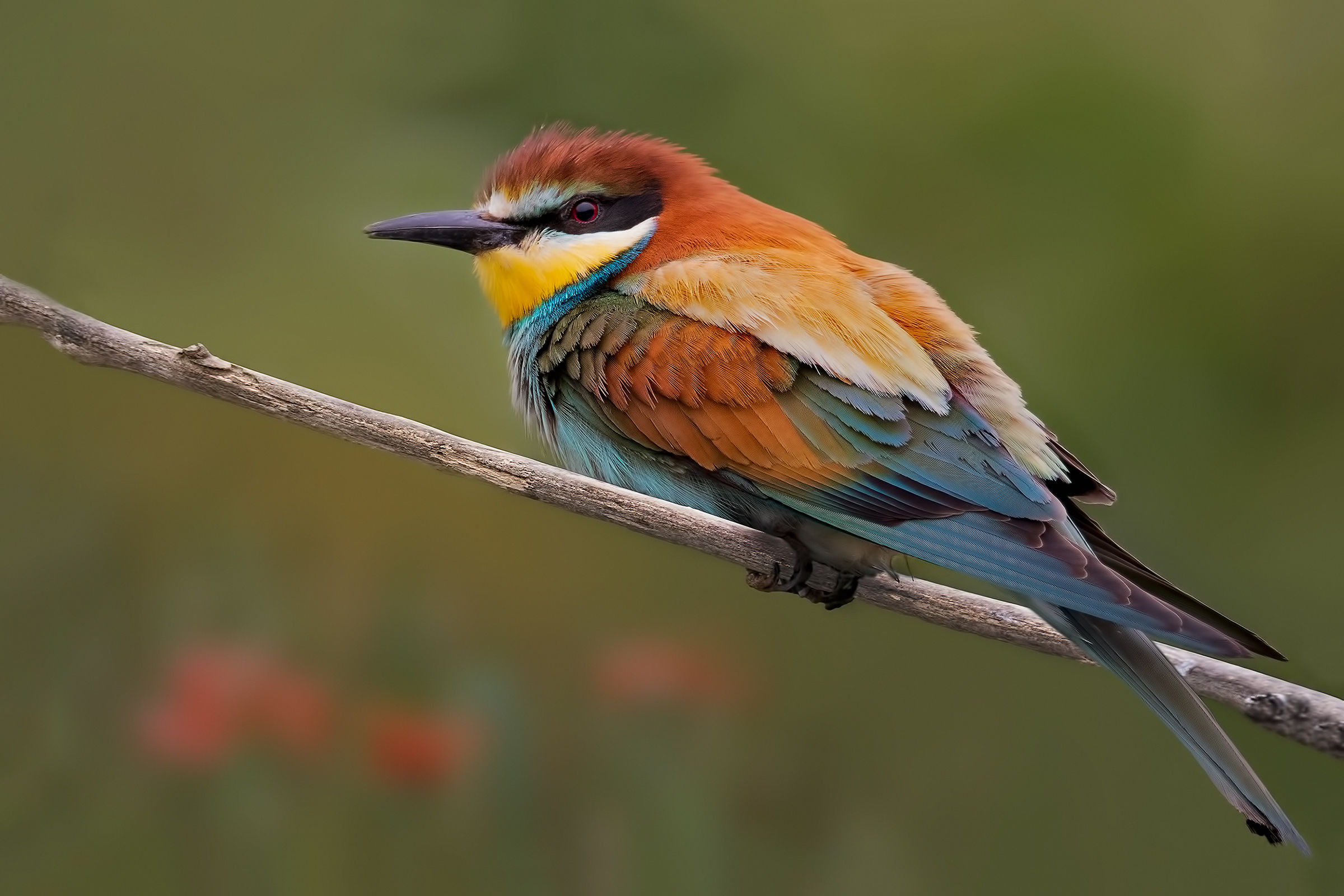 Gruccione comune (Merops apiaster)