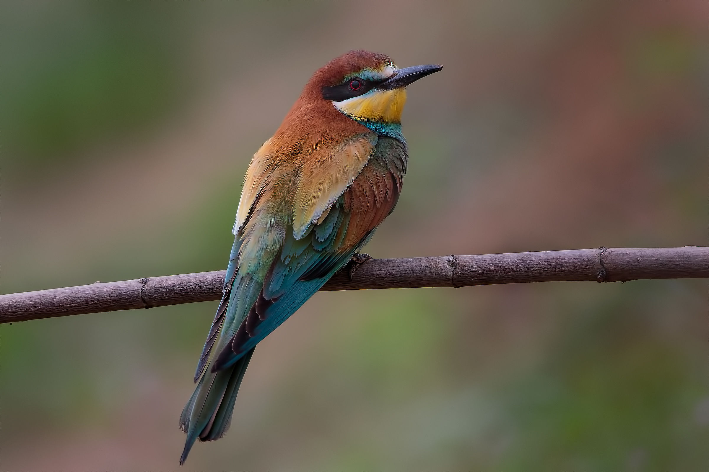 Gruccione comune (Merops apiaster)