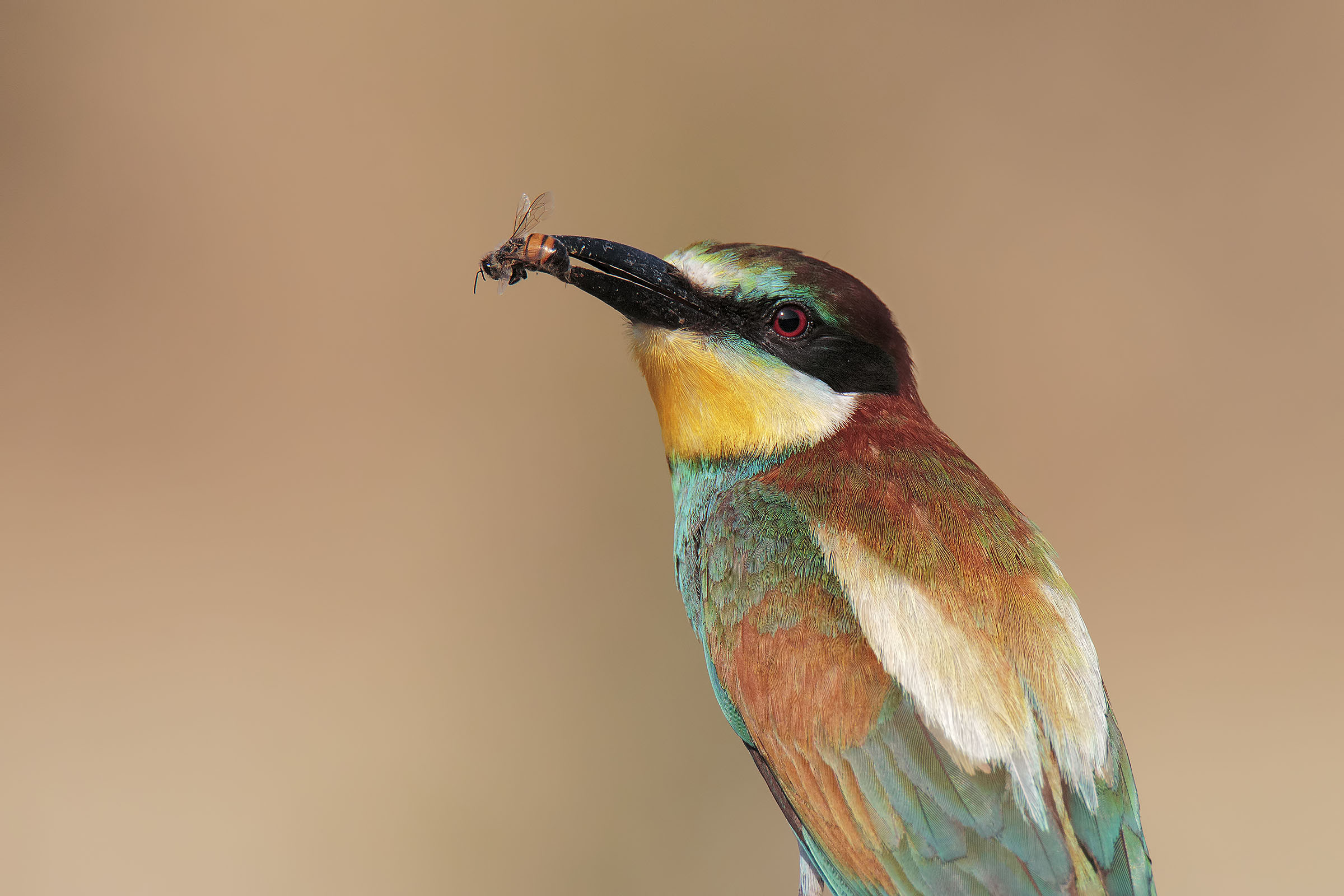 Merops apiaster