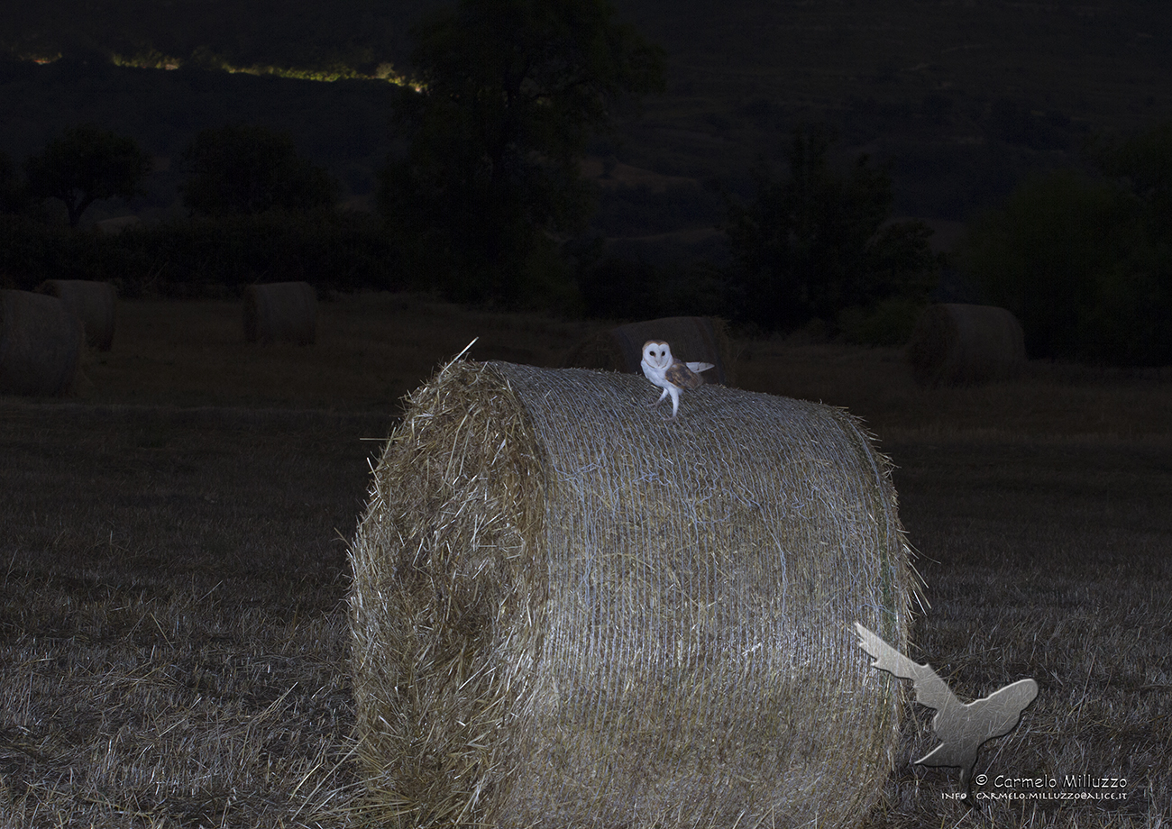 Barbagianni ambientato _Tyto alba_