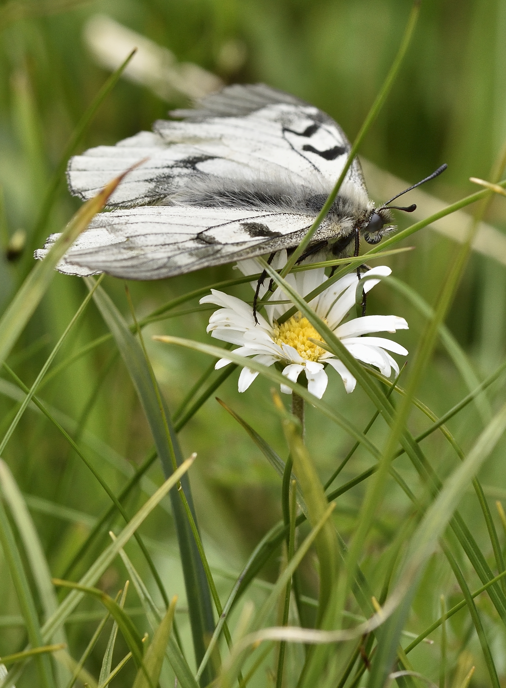 parnassius mnemosyne