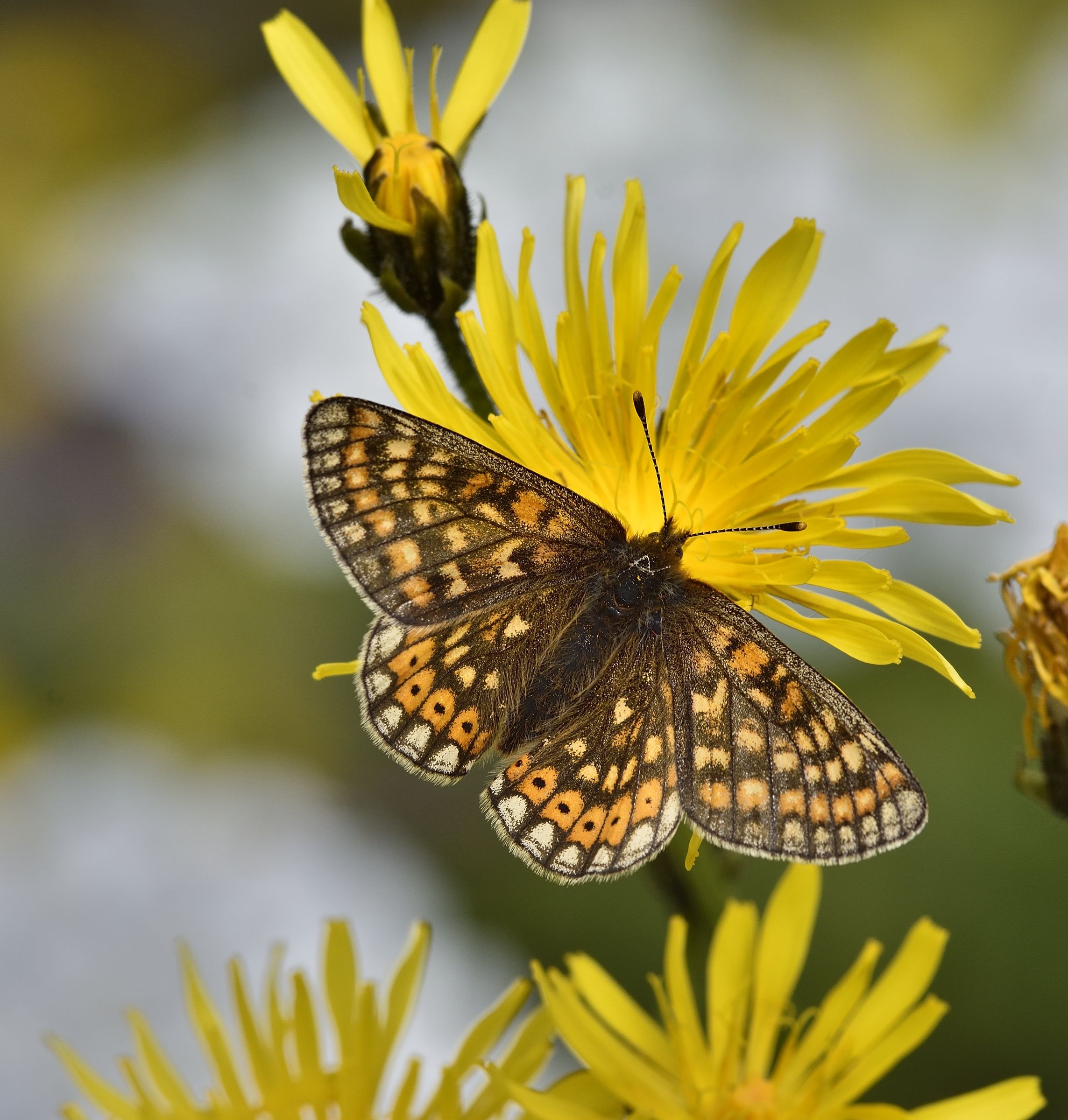 euphydryas aurinia
