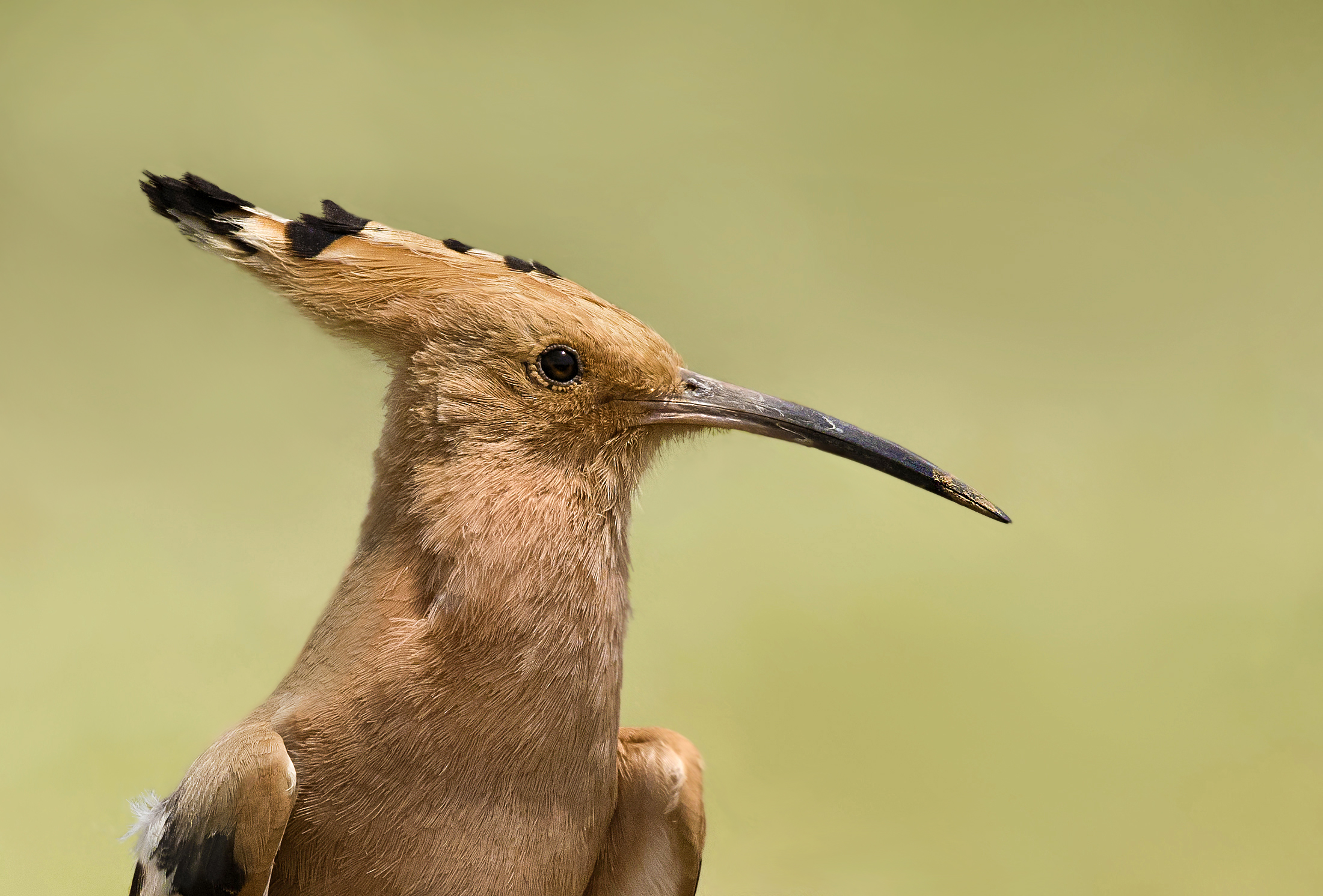 Hoopoe