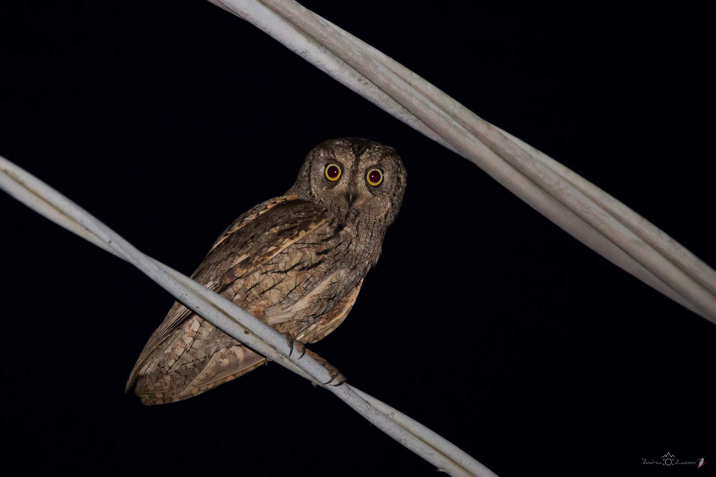 Scops Owl