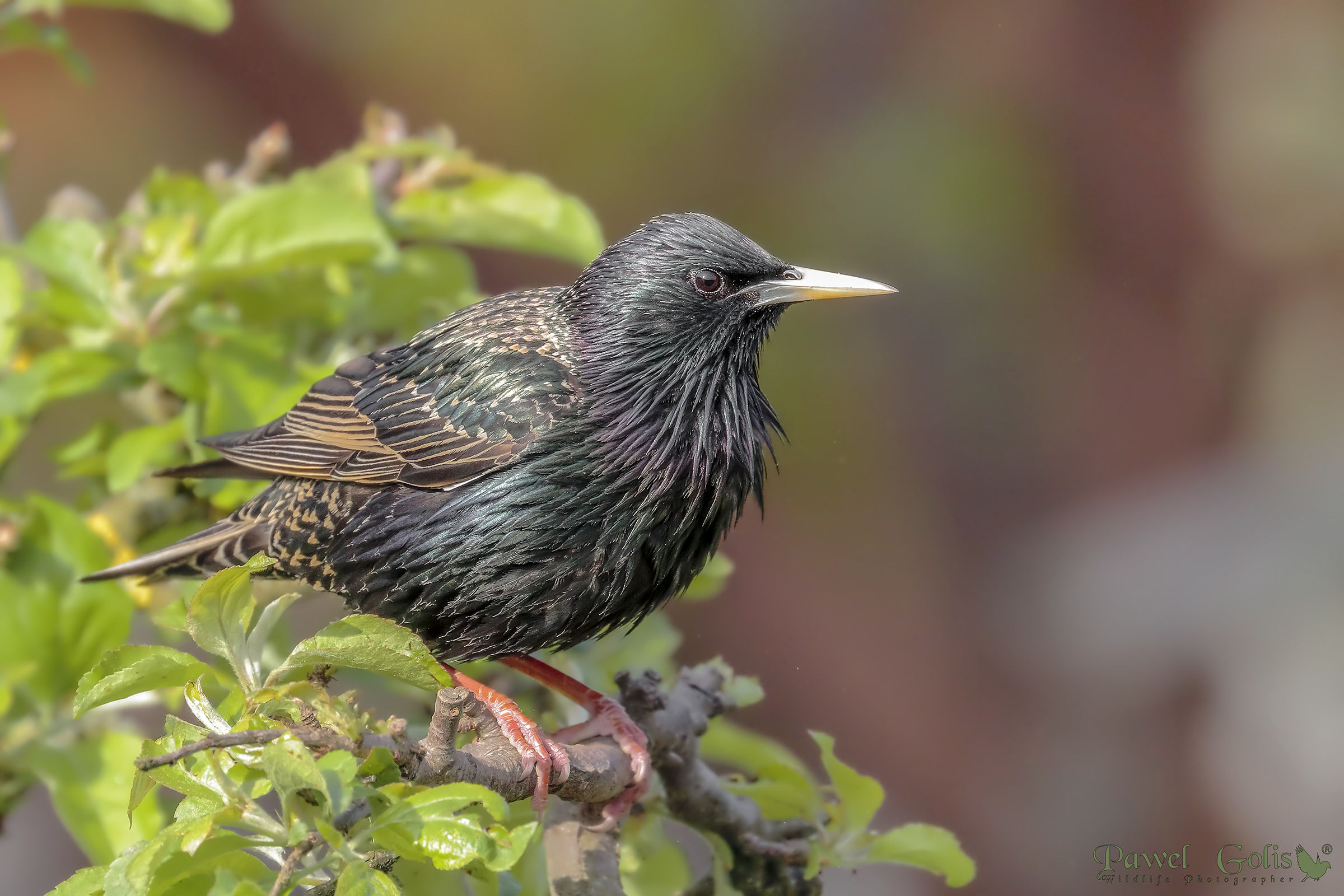 Starling