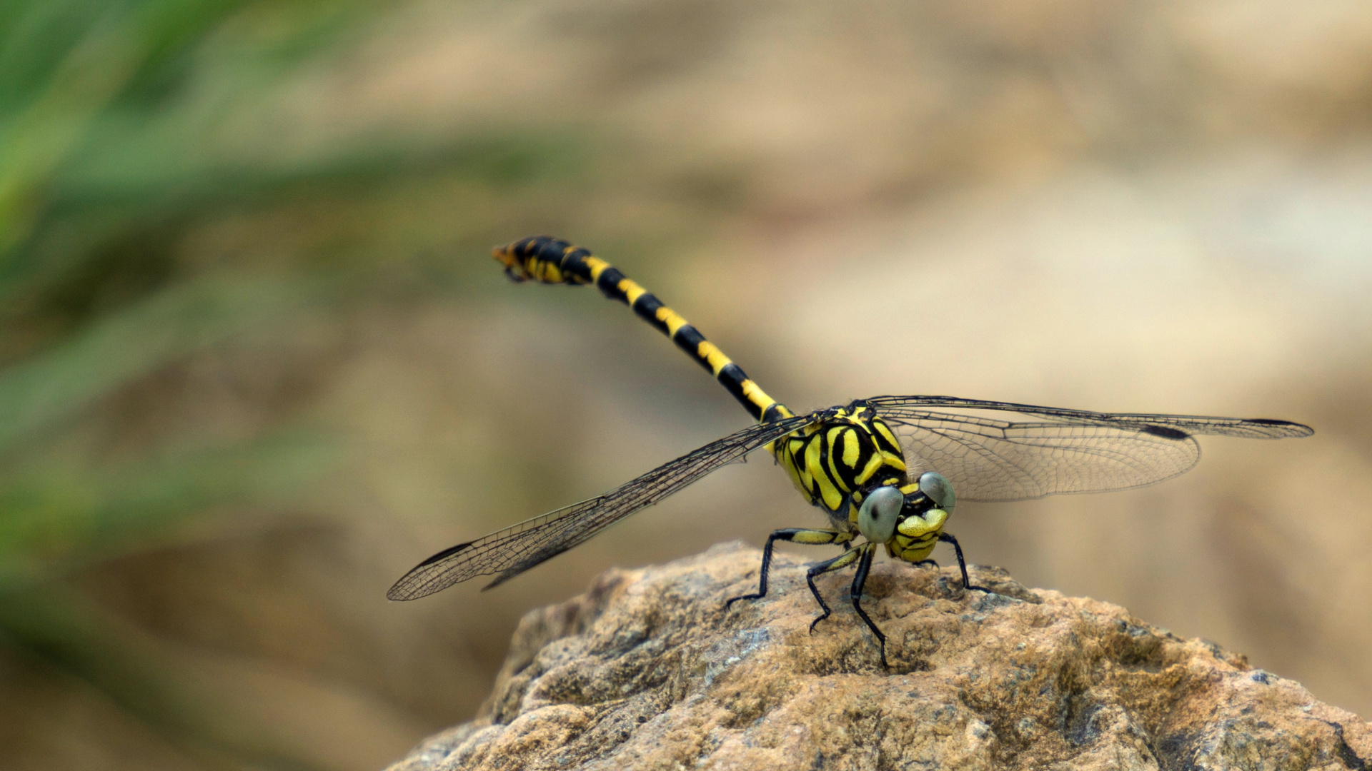 Onychogomphus Forcipatus M. Tobbio