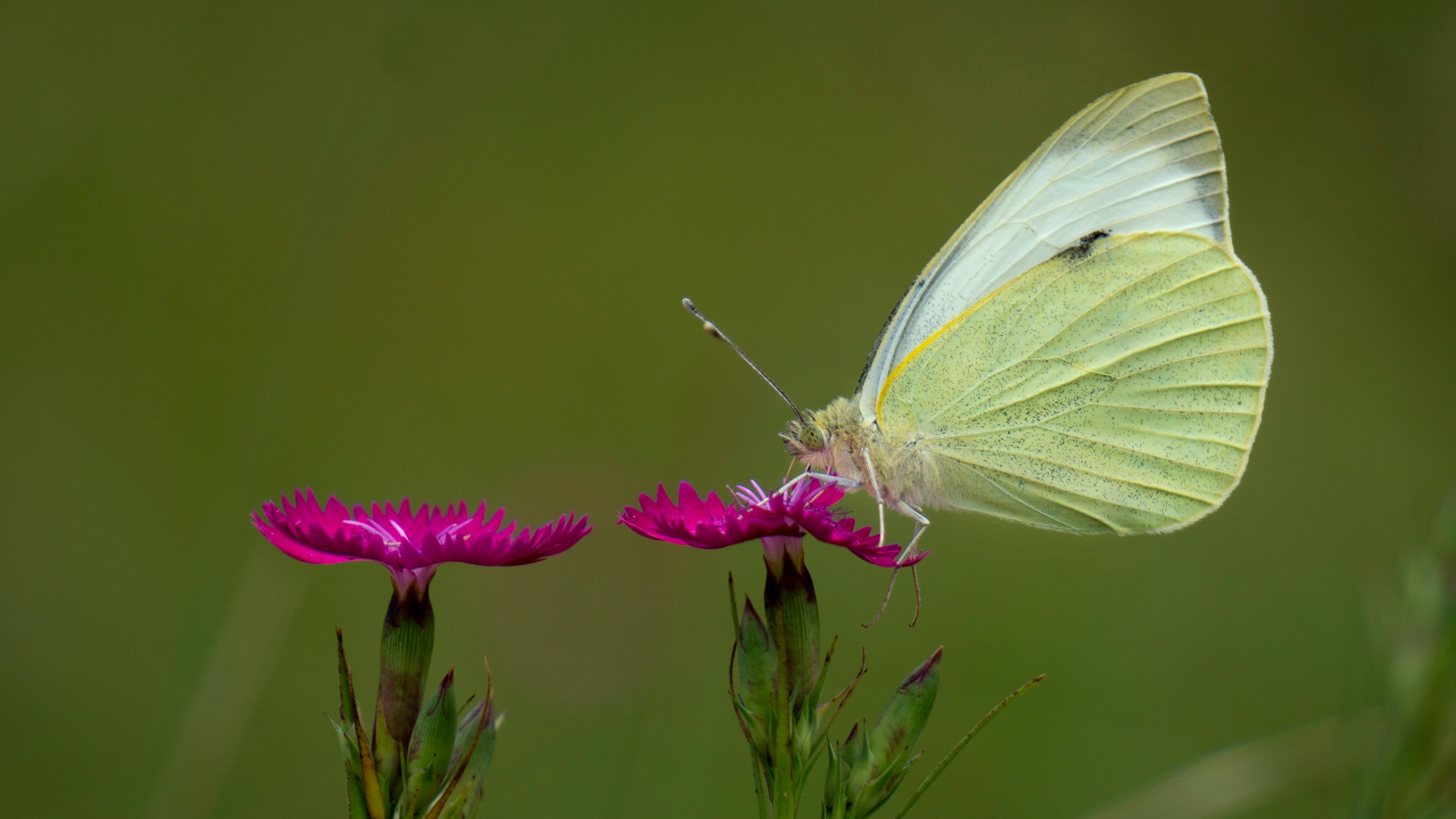 Pieride del Navone su Garofano - M. Tobbio