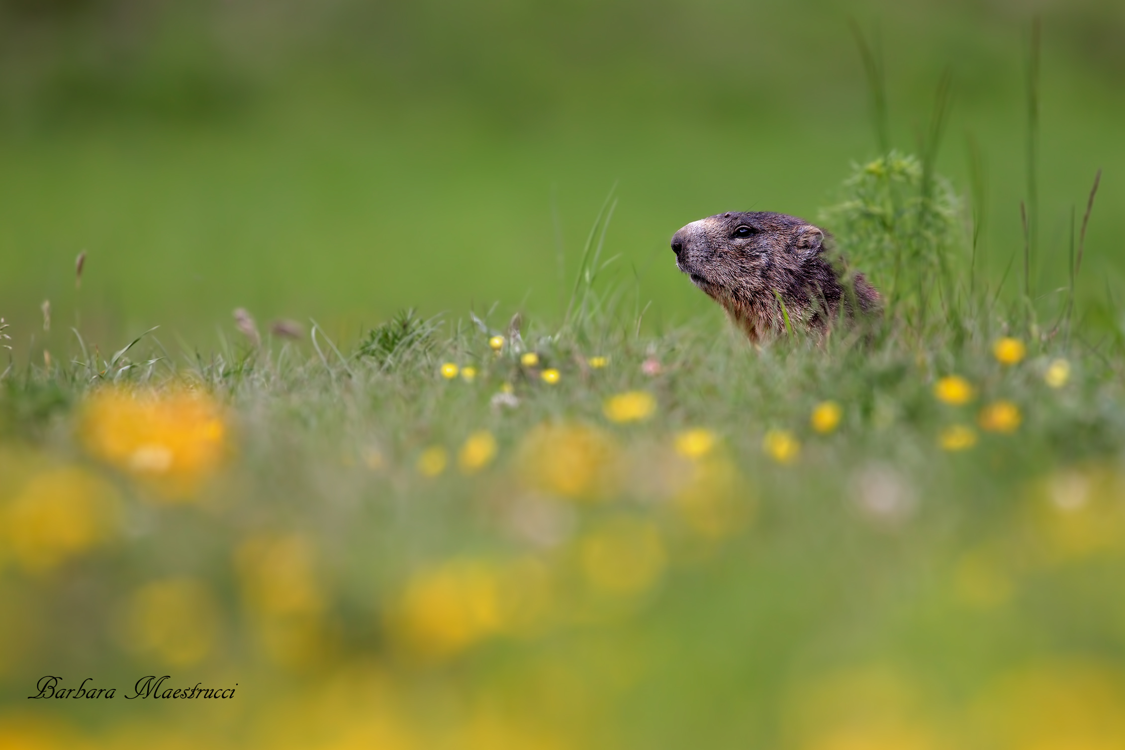 Hidden.. Marmot