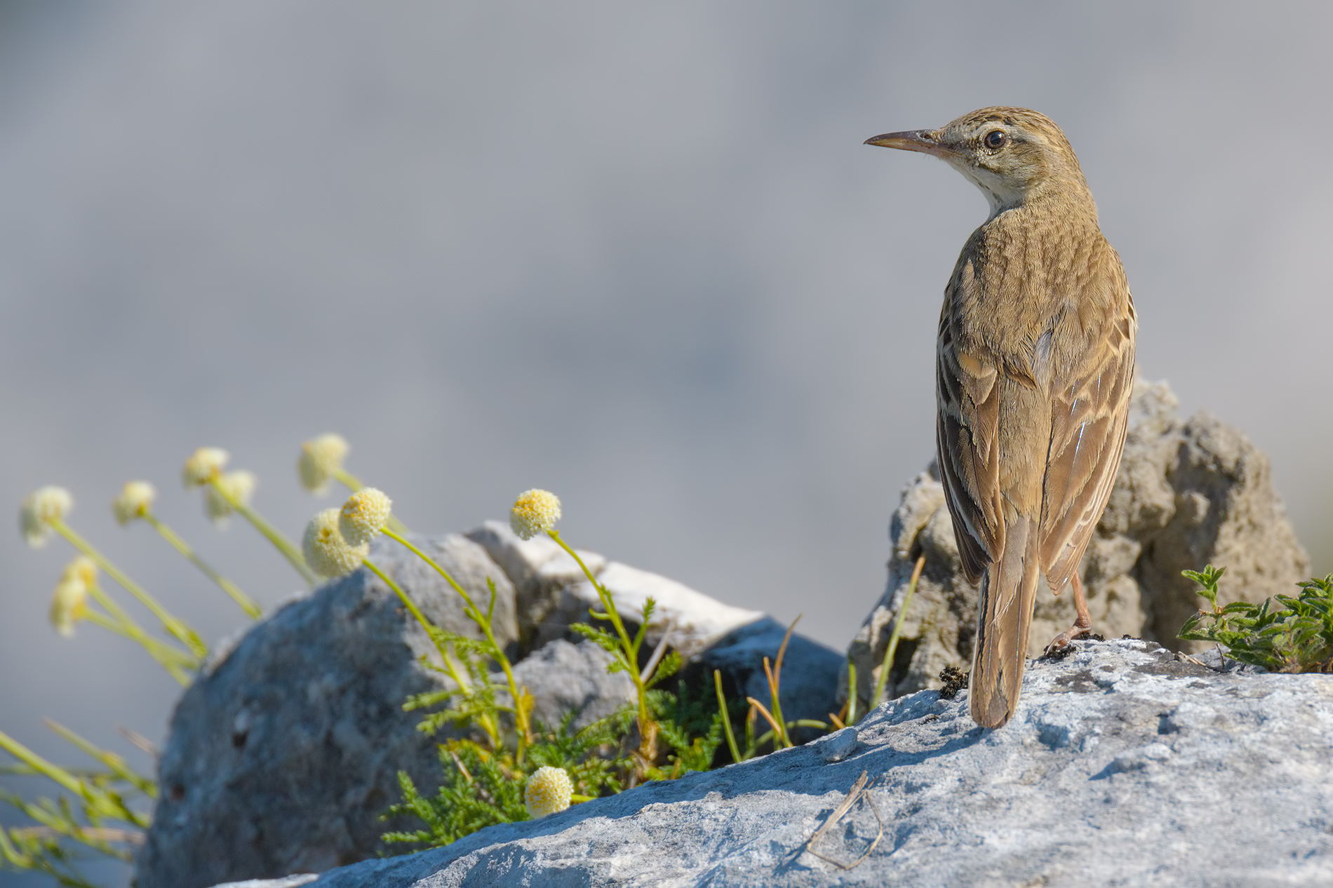 Calander-Apuan Alps.