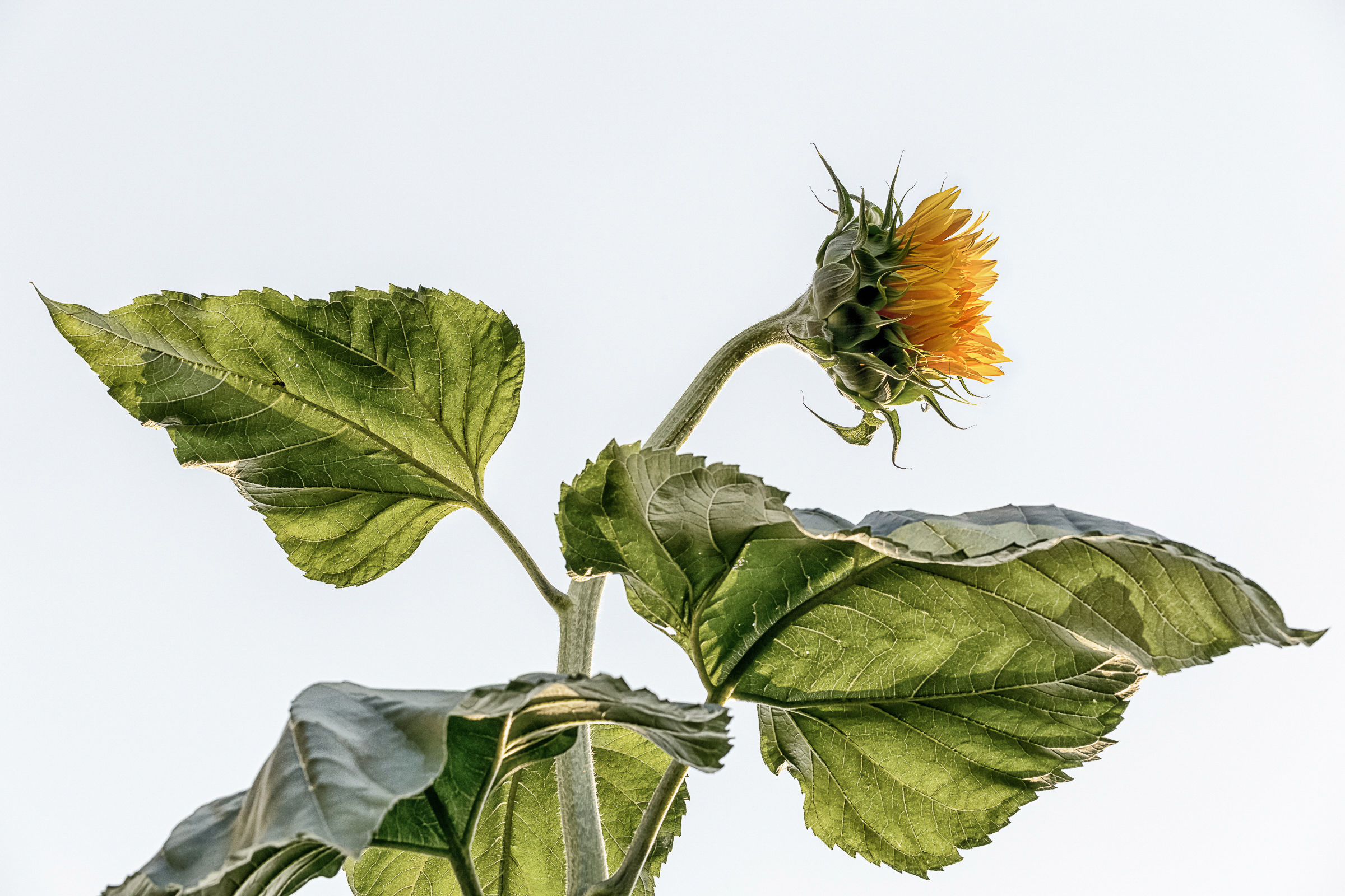 Esplosione di vita a 4500...