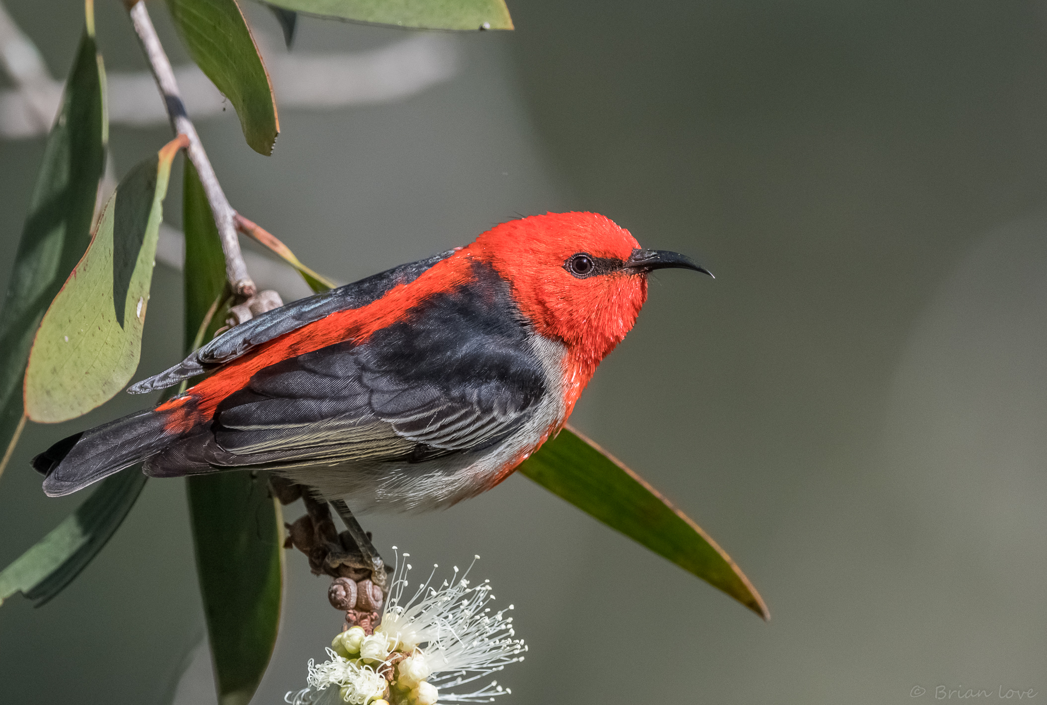 Honeyeater scarlatto (Myzomela sanguinolenta)