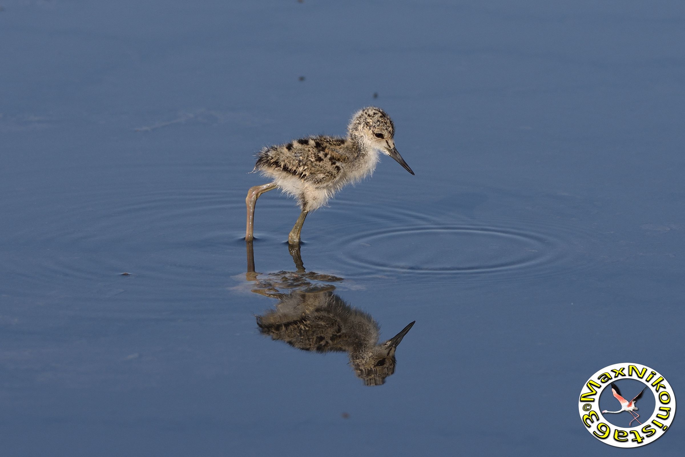 The reflection of the Little Knight