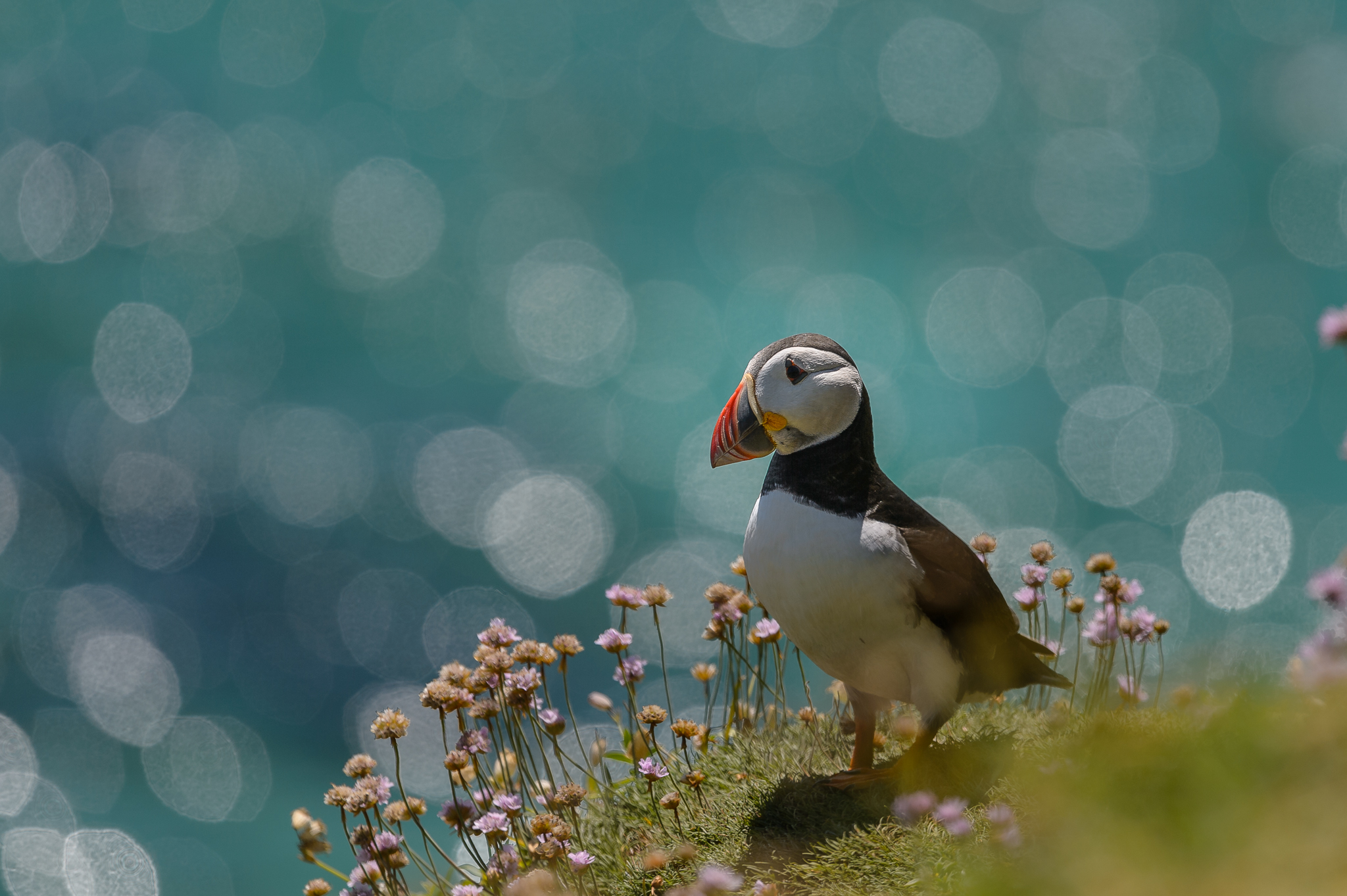 Atlantic puffin