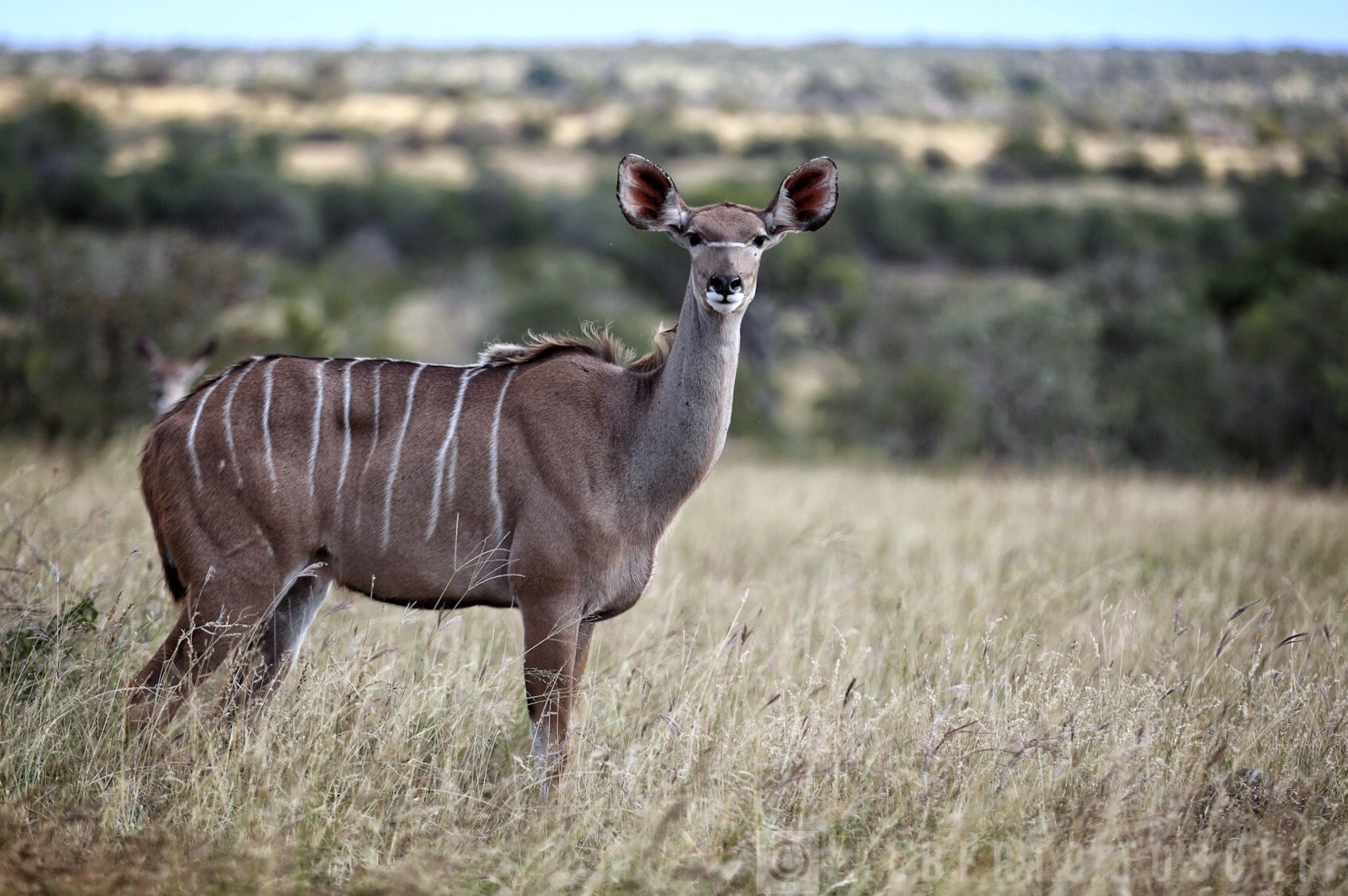 Kudu Female