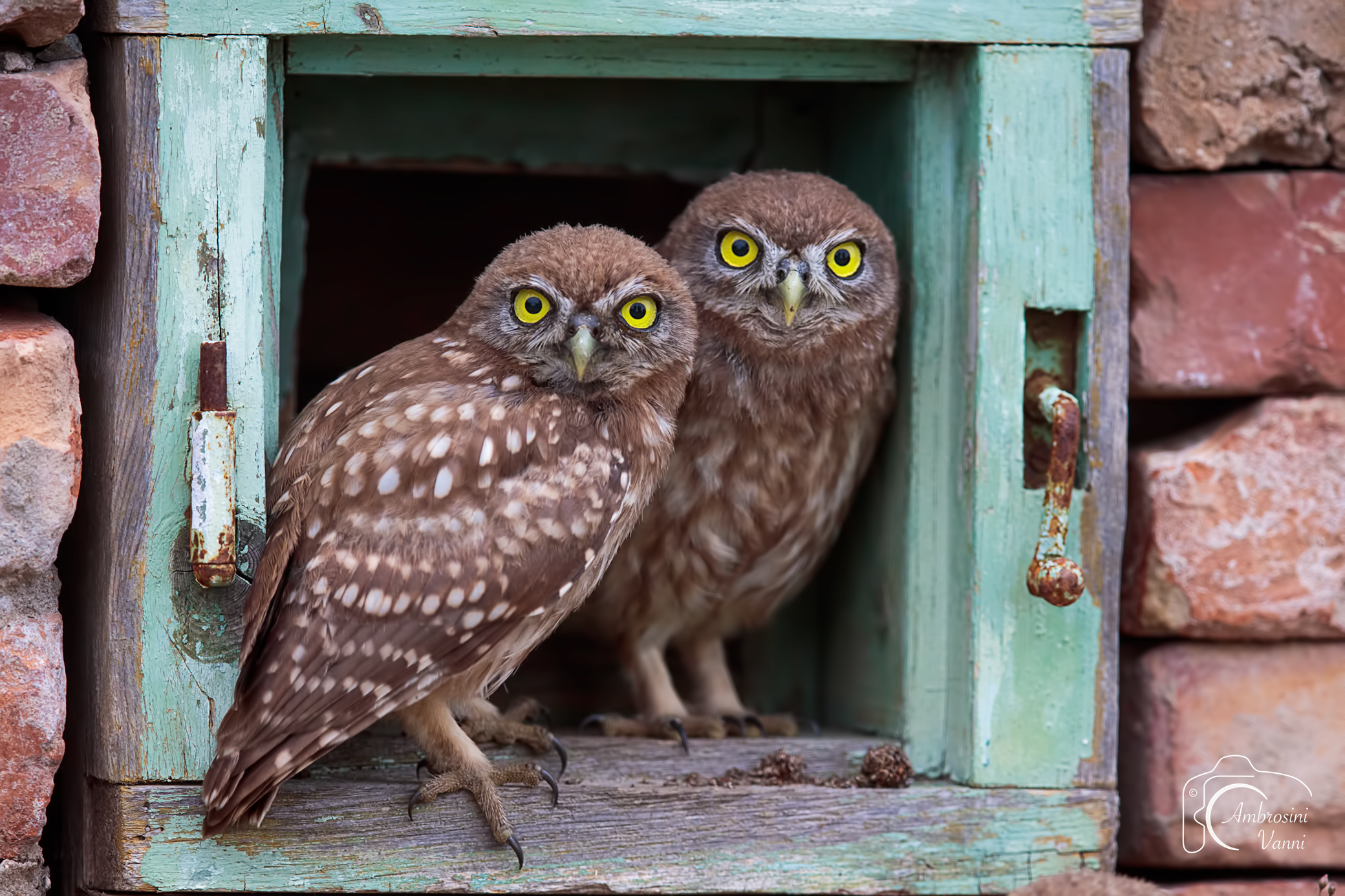 Affacciati alla finestra