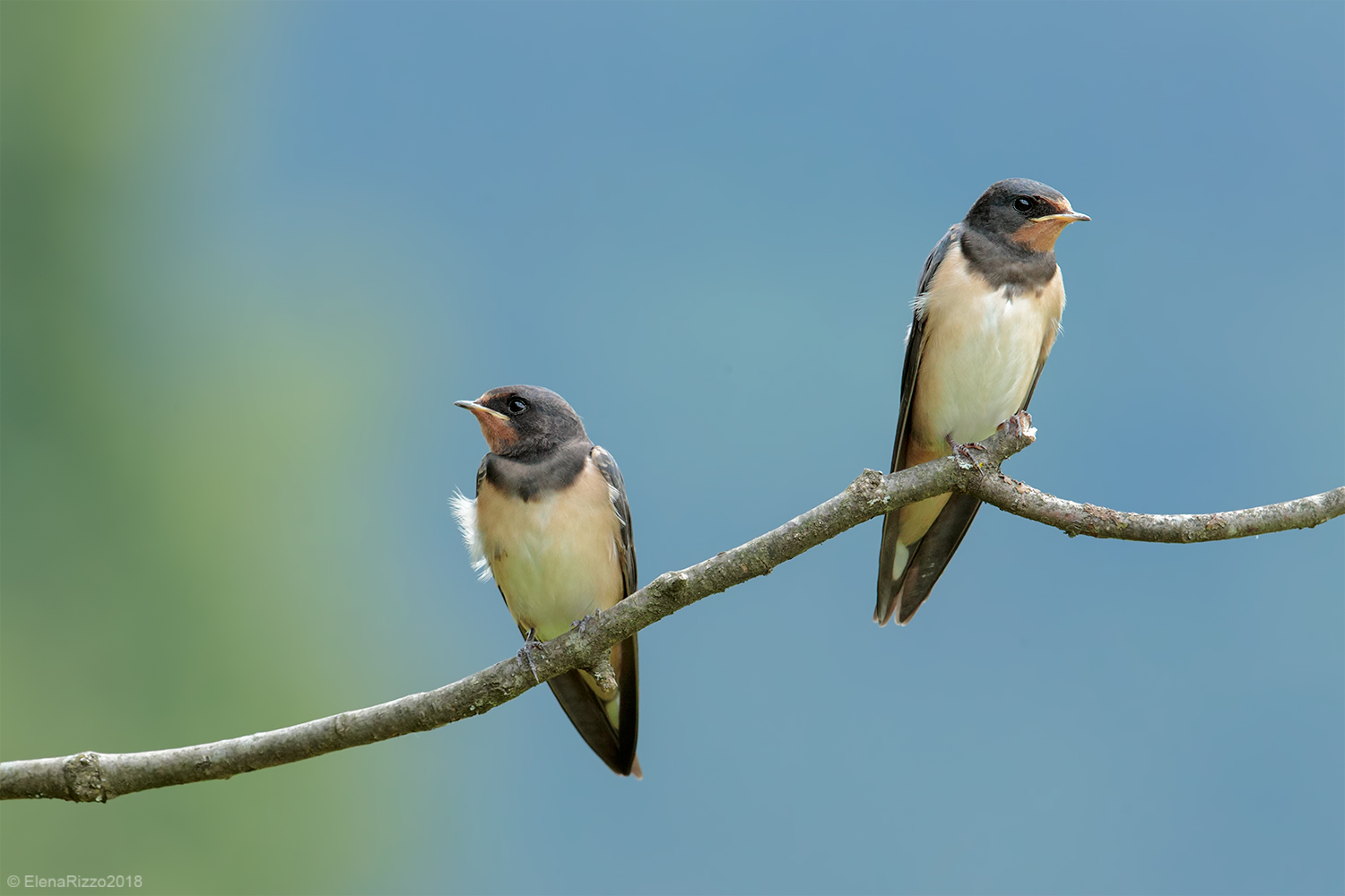 Young Swallows