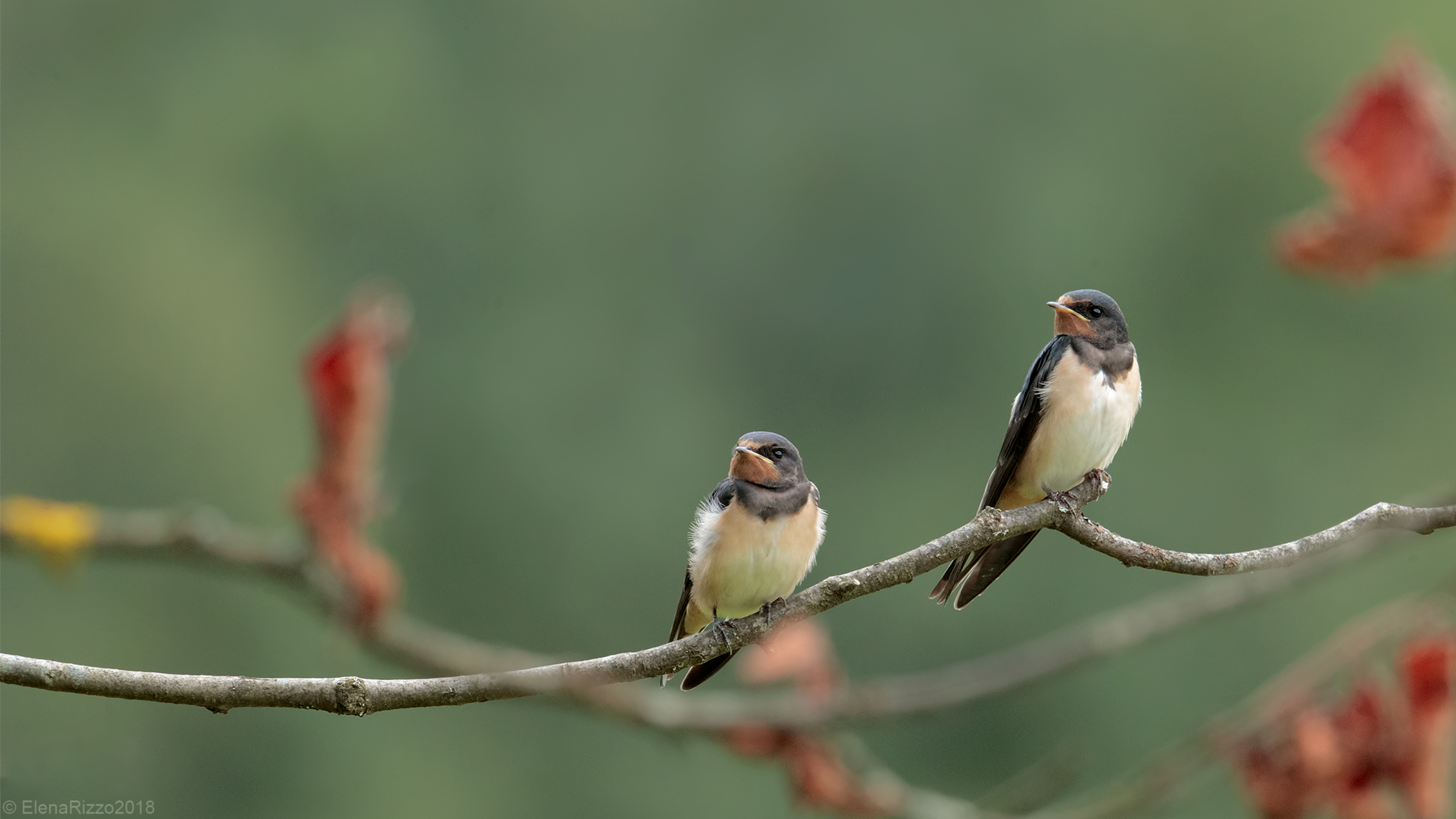 Young Swallows