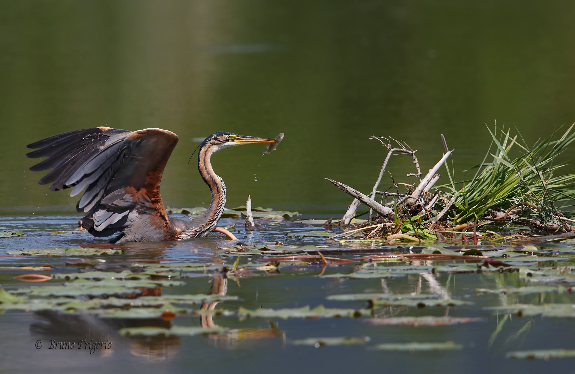Red Heron returning from fishing