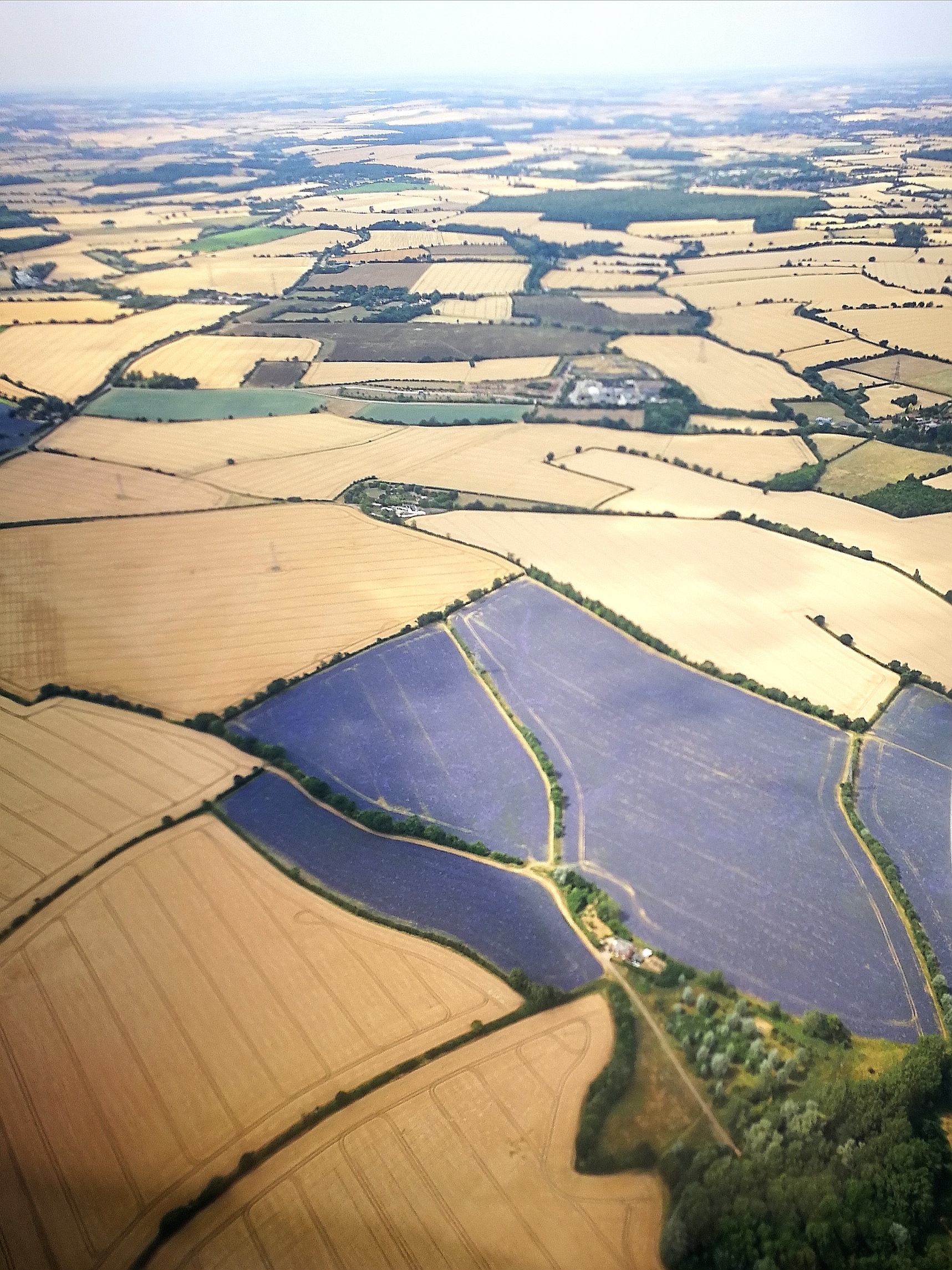 Lavender field (aerial view)