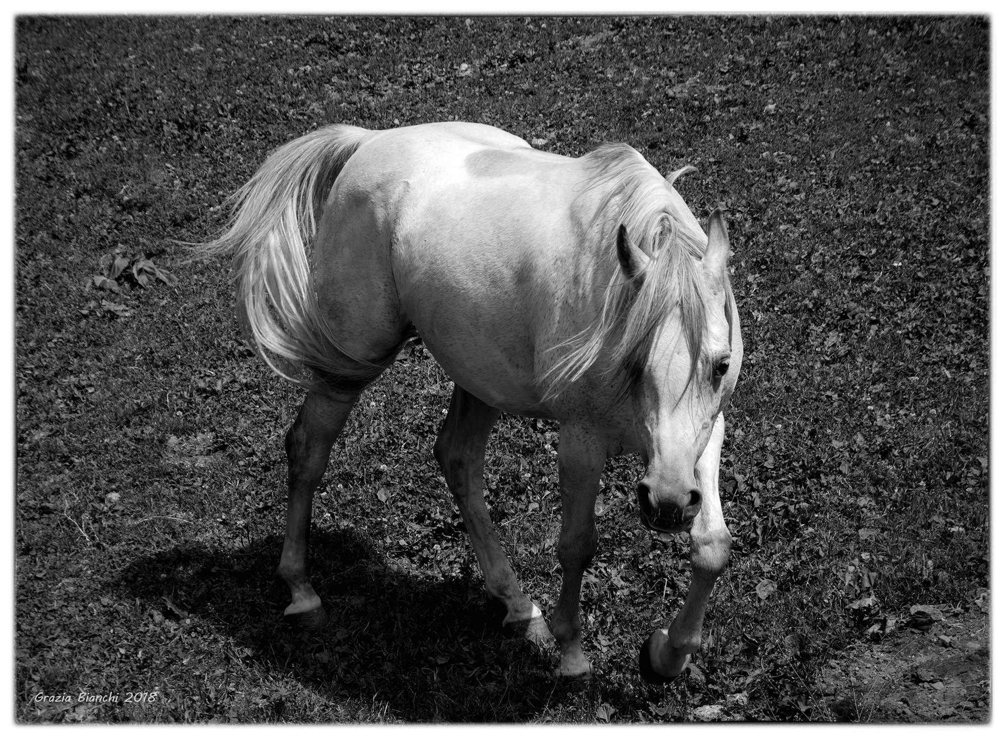 Horse at revers Val d'aosta