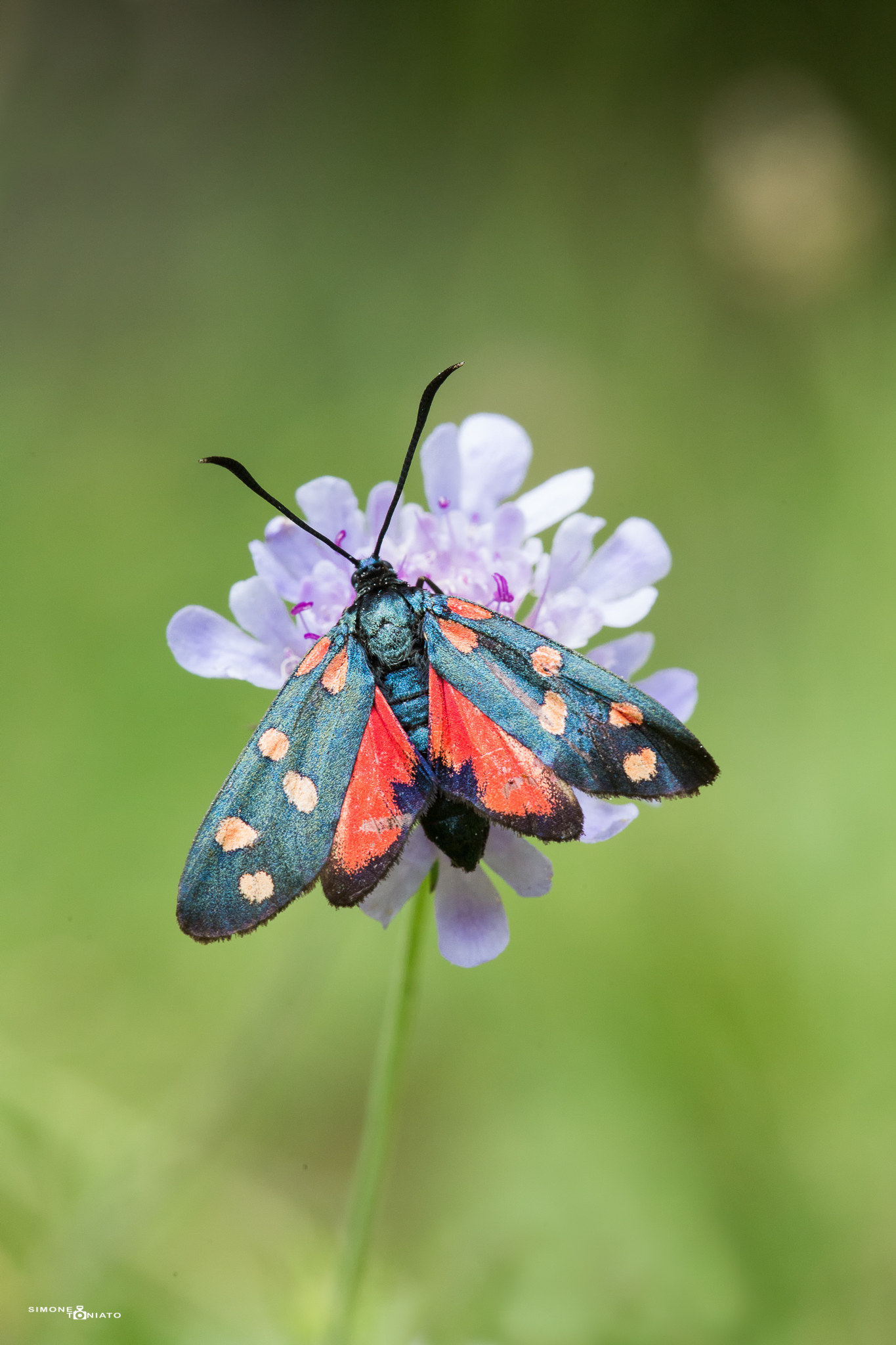 Zygaena