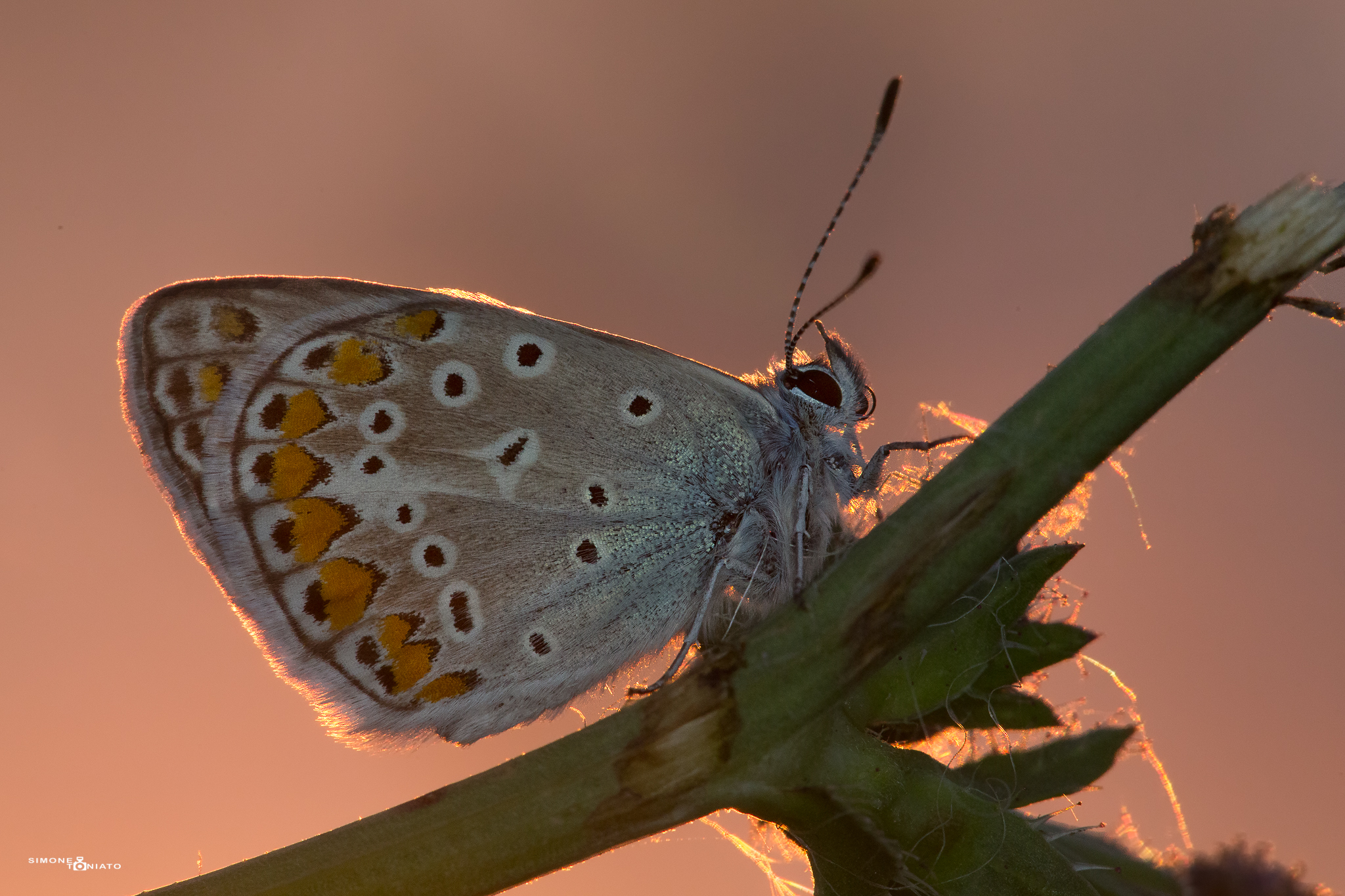 Polyommatus polyommatus-Licedine