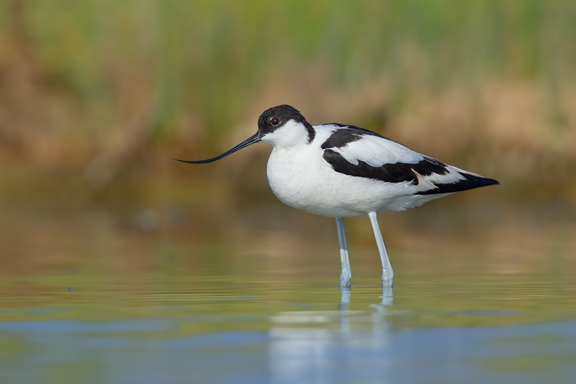 Avocette at rest