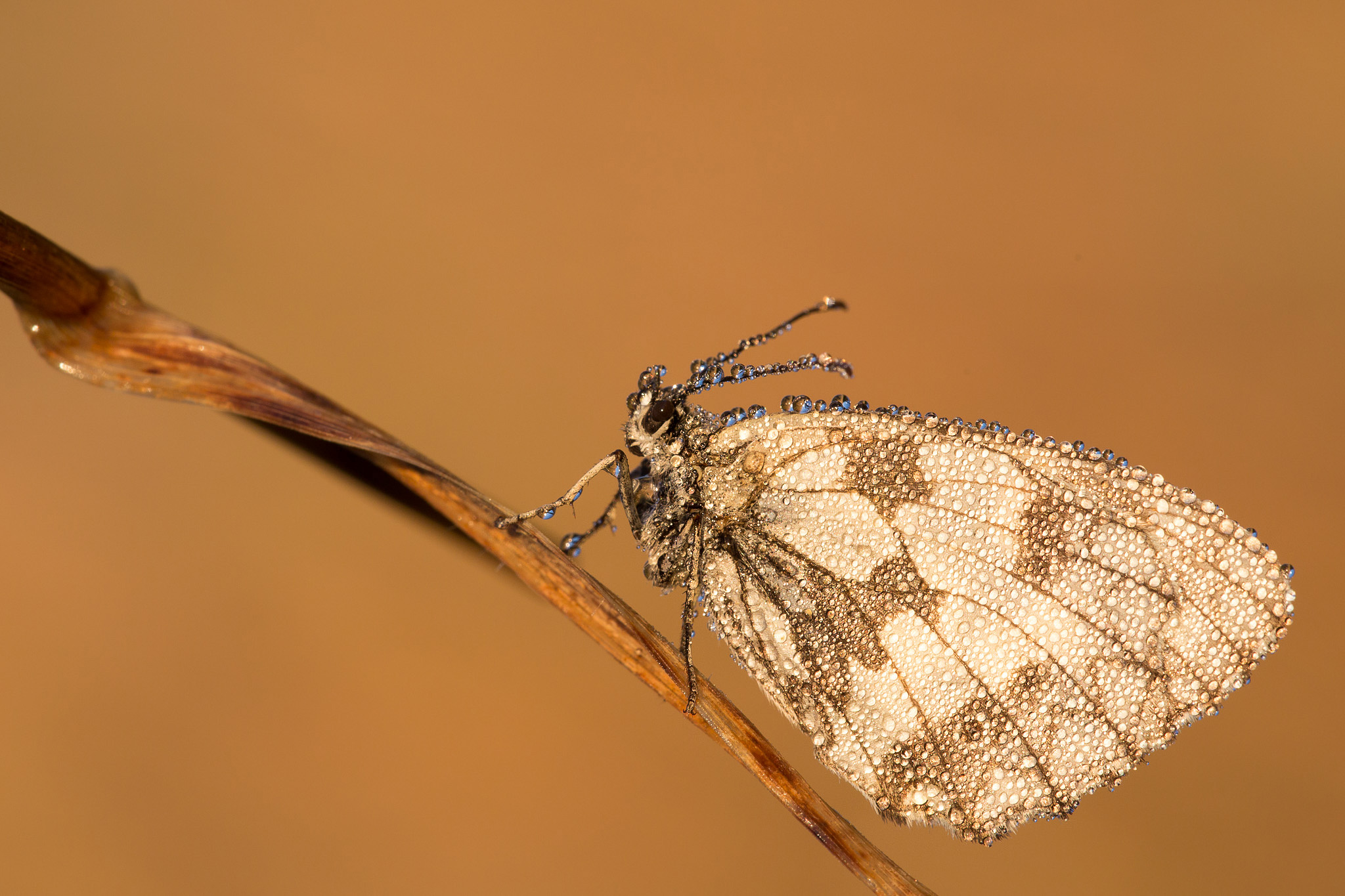 Melanargia galathea in una umidissima Alba d'Estate