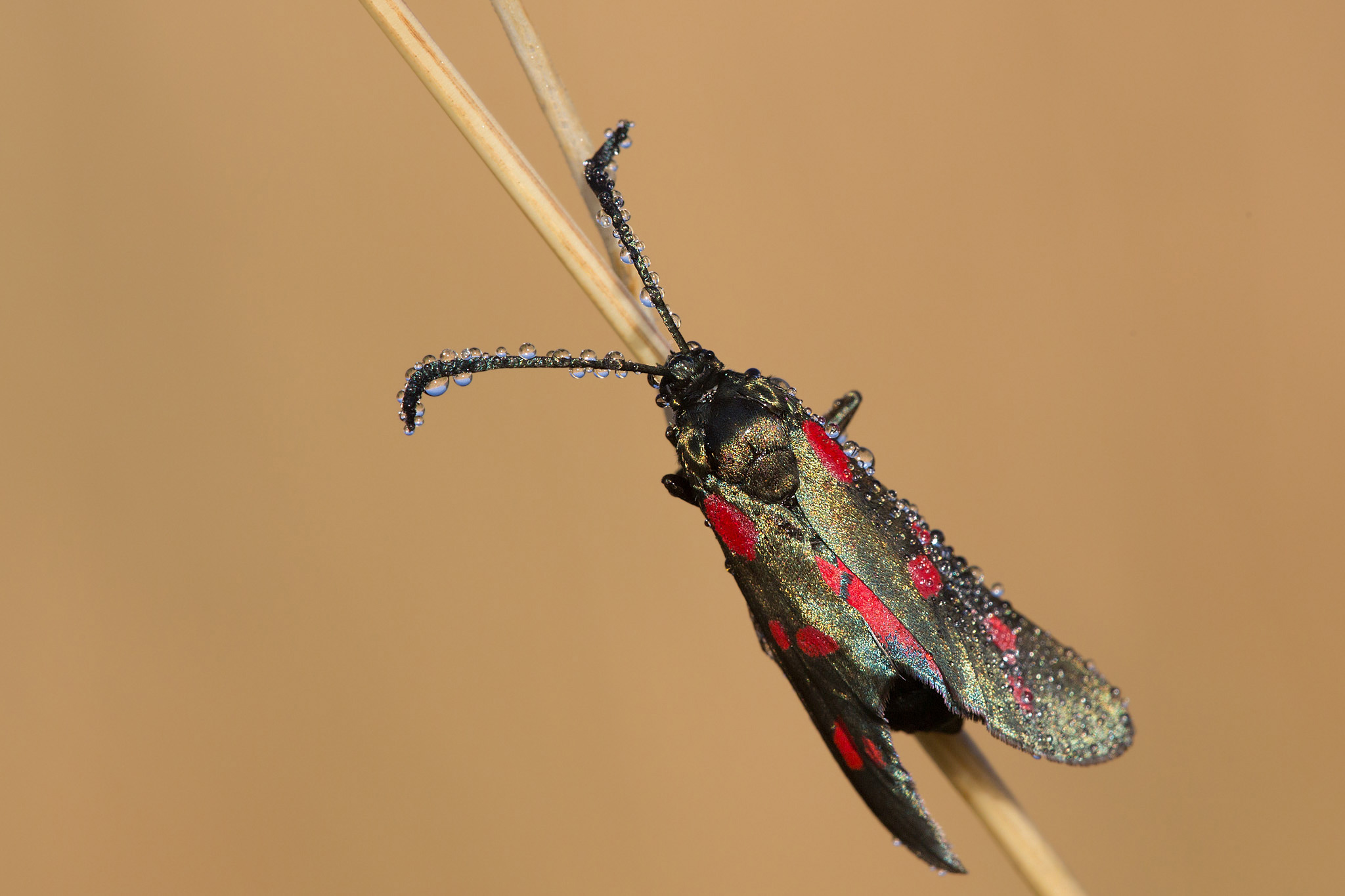 Zygaena Filipendulae