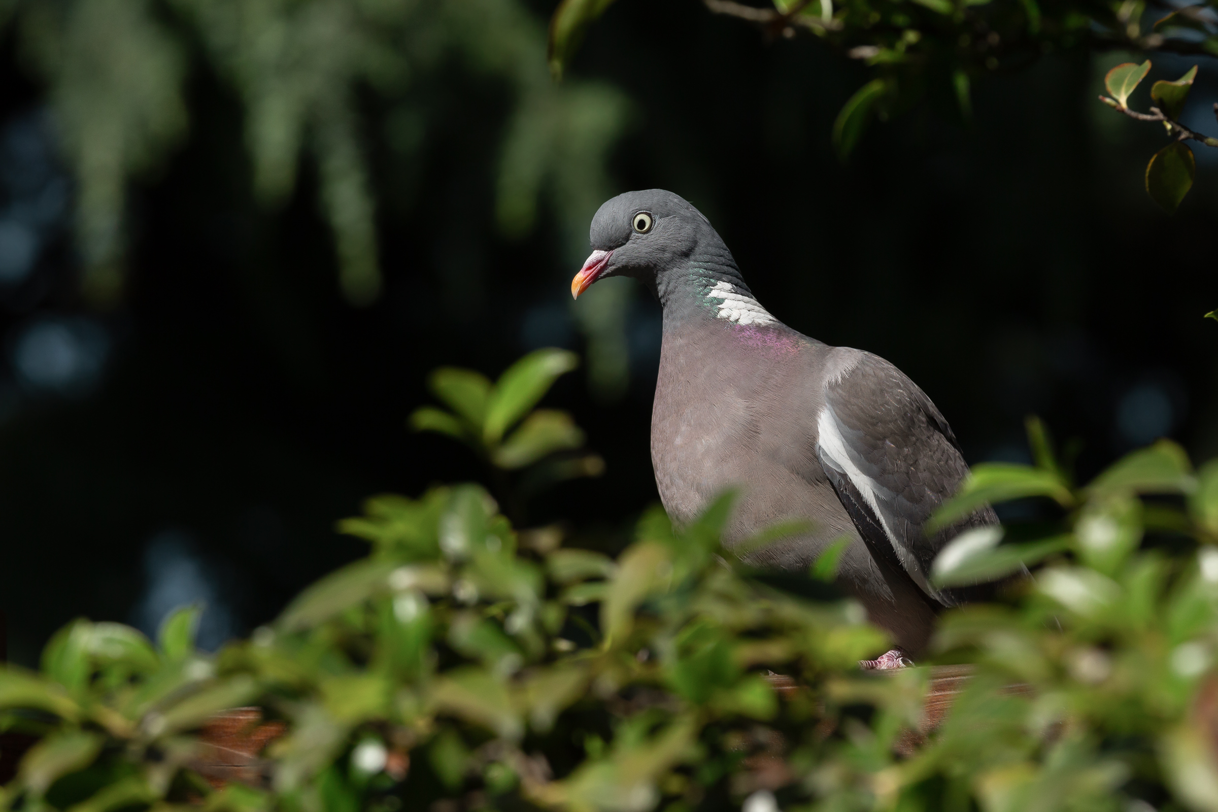 Wood Pigeon