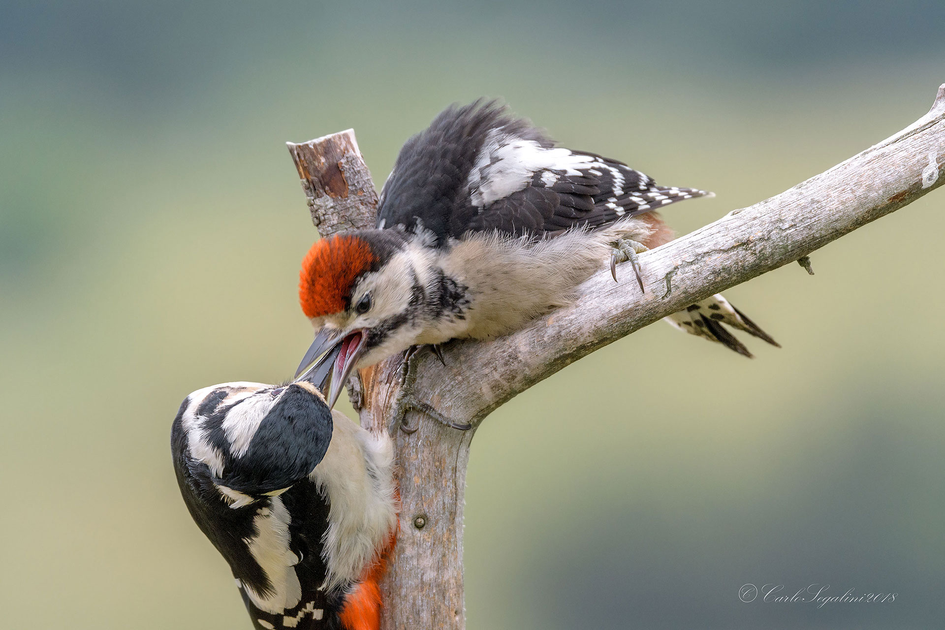 Picchio rosso Maggiore allo spuntino