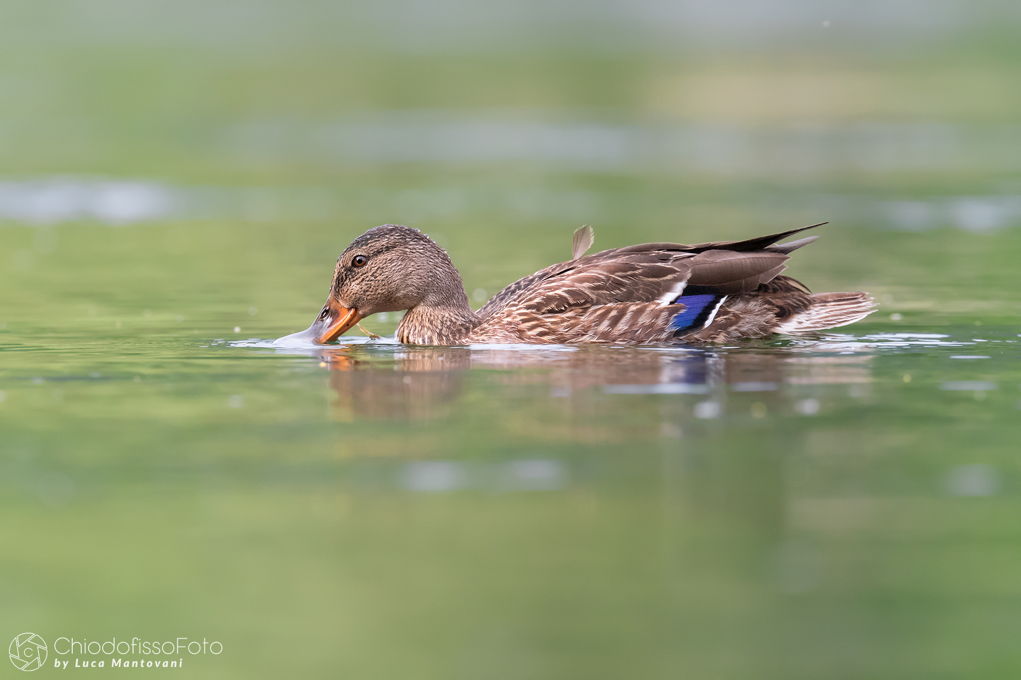 ... always has its charms