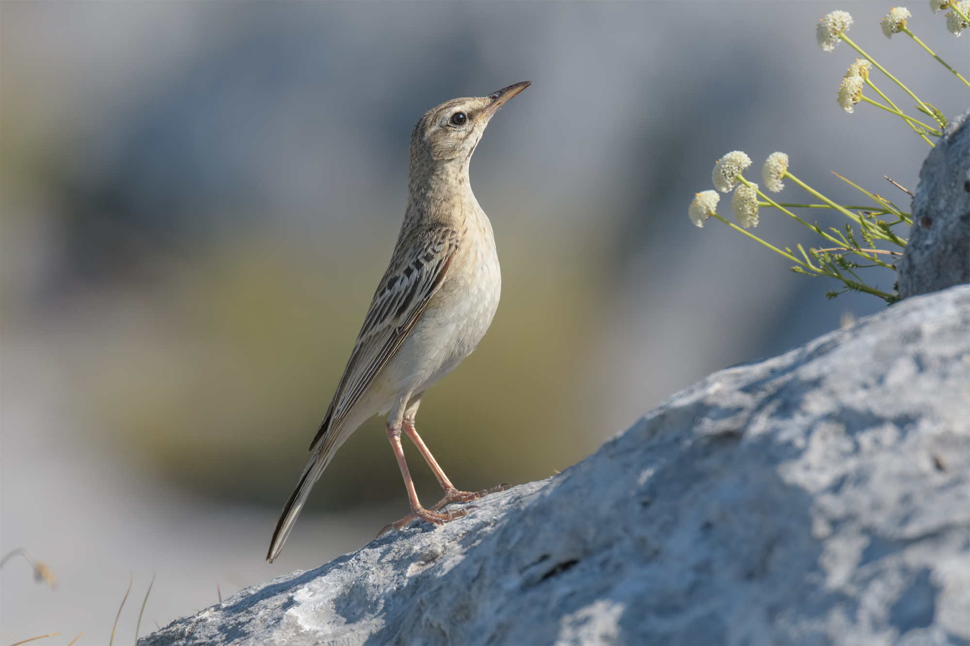 Calander-Apuan Alps.