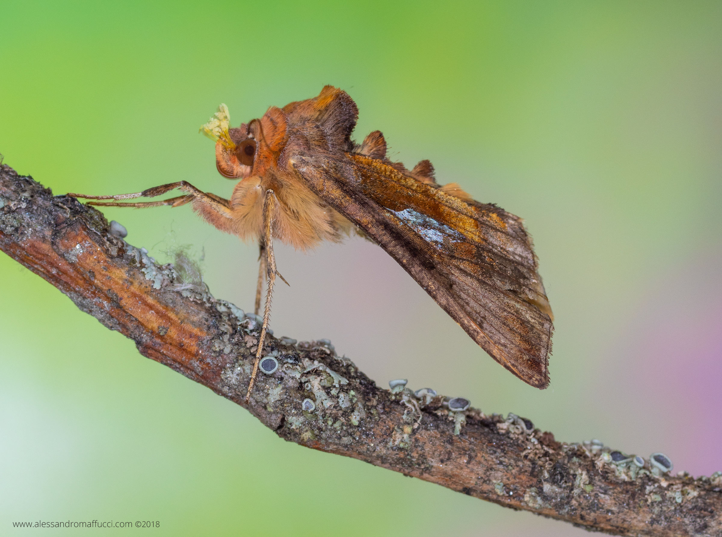 Falena (Triodia sylvina?)