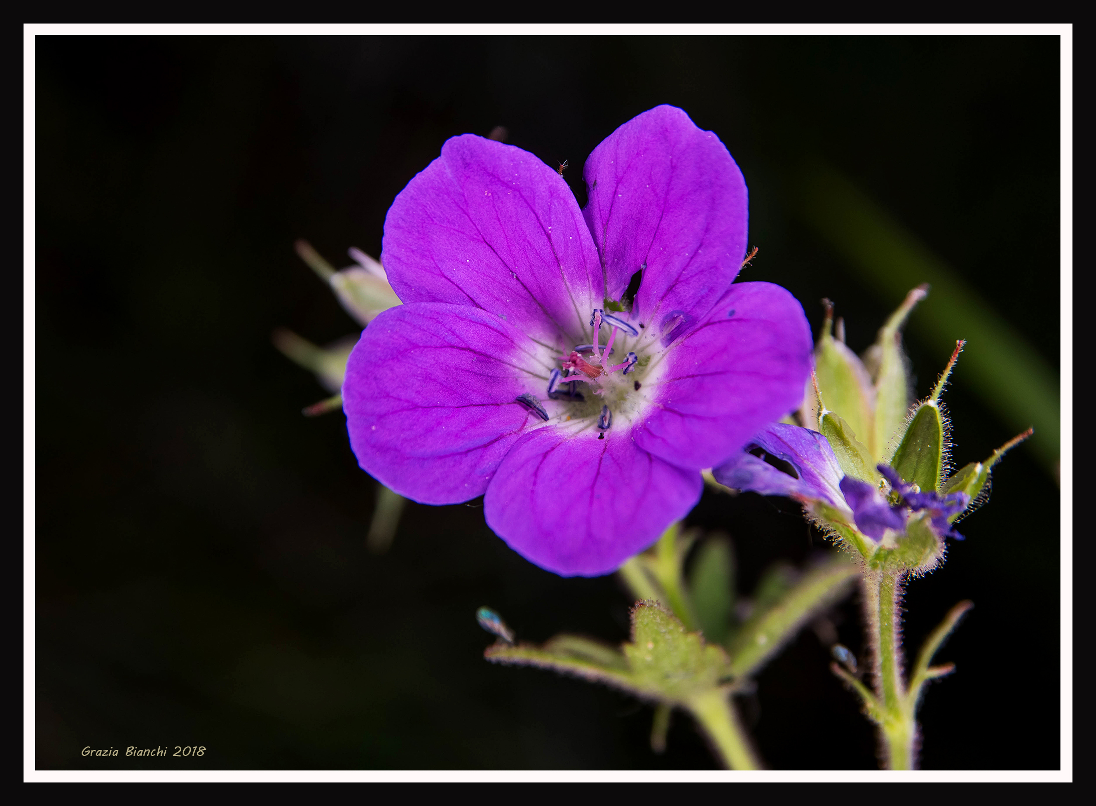 Geranium sylvaticum-Valle d'aosta