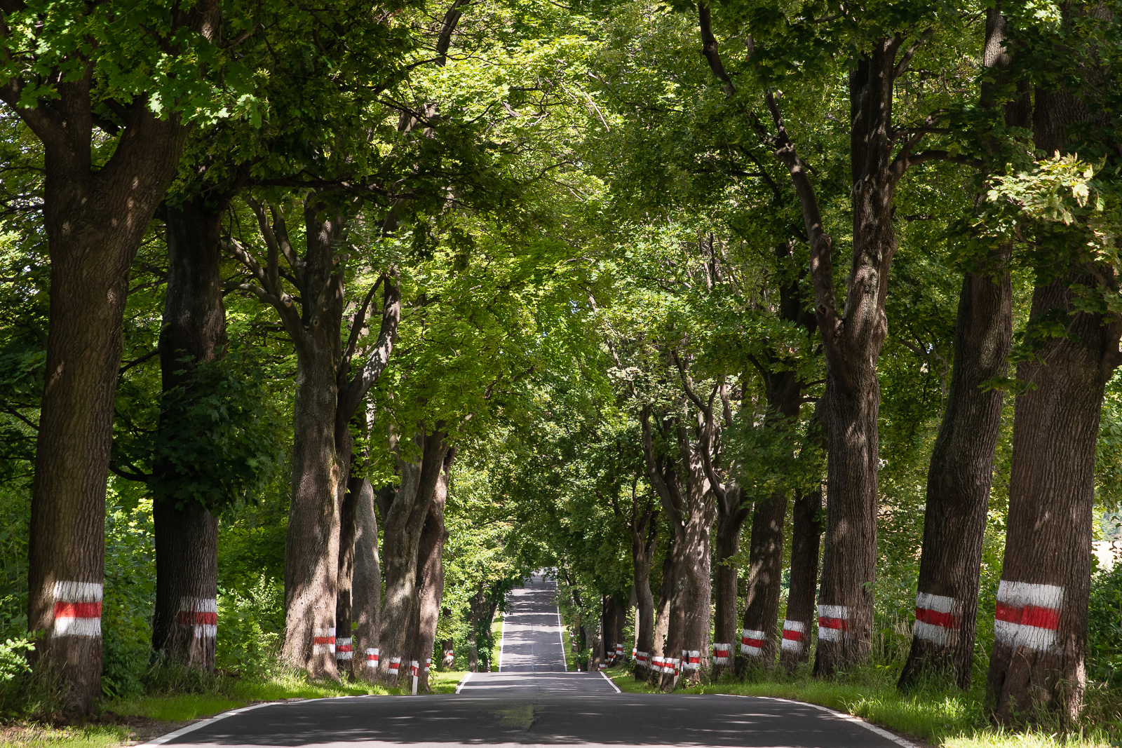 strada fra gli alberi