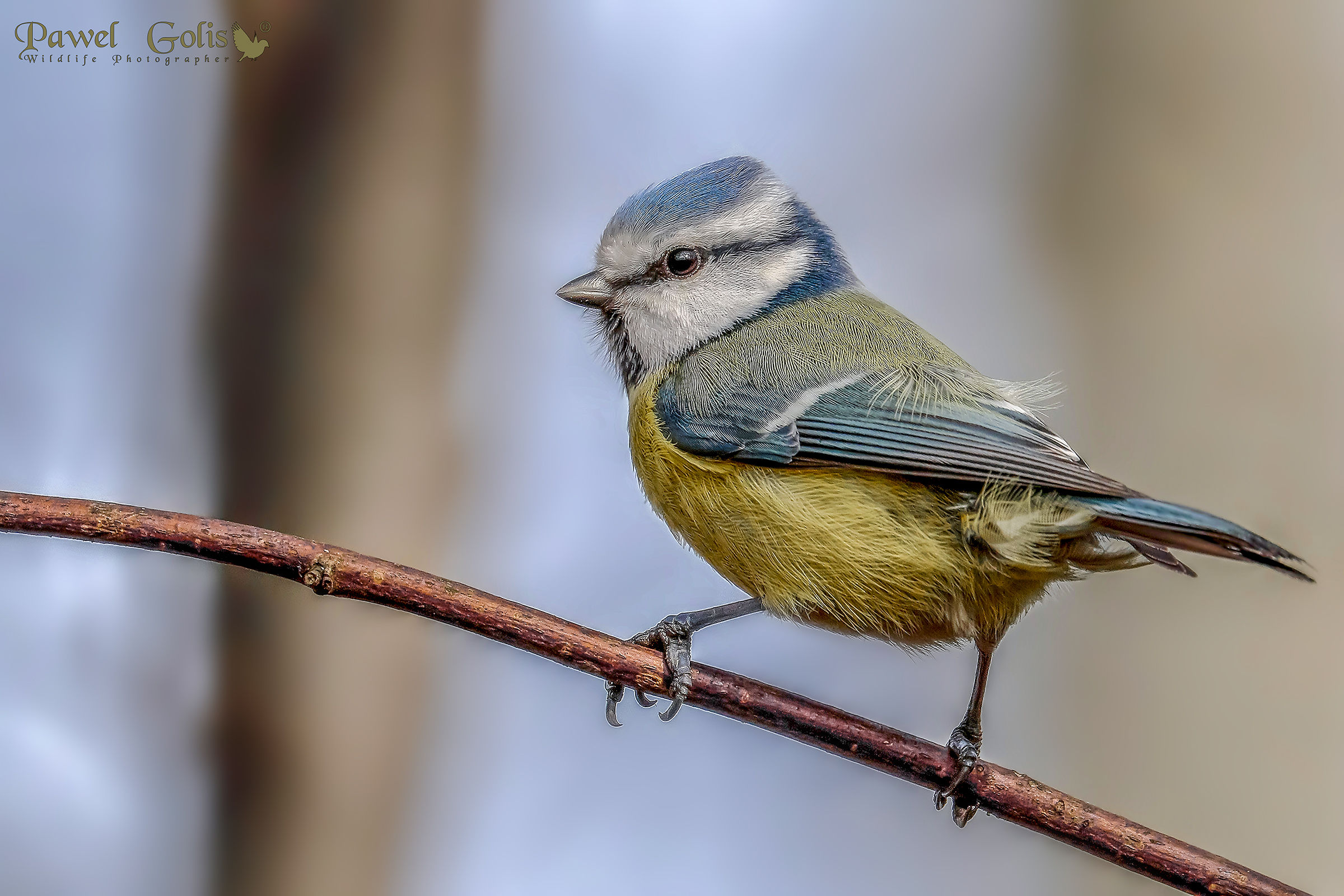 Eurasian blue tit (Cyanistes caeruleus)