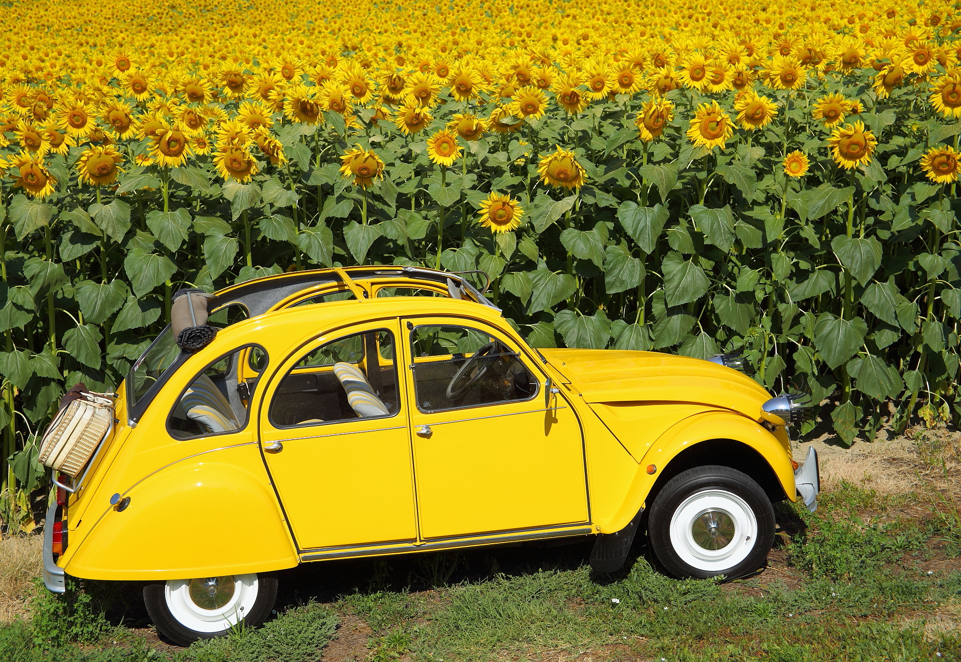 giallo vintage tra i girasoli