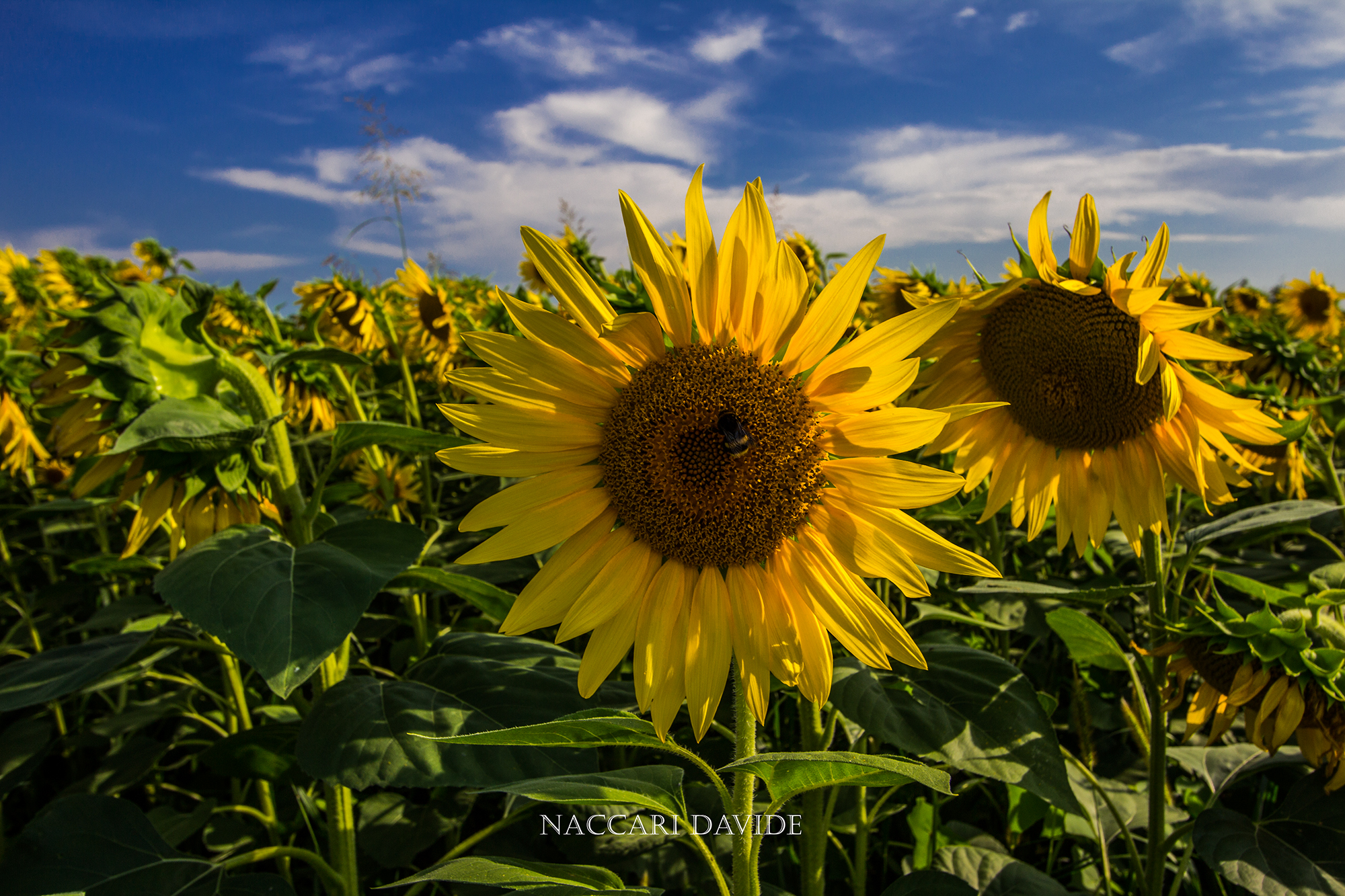 Ultimi girasoli prima della Toscana