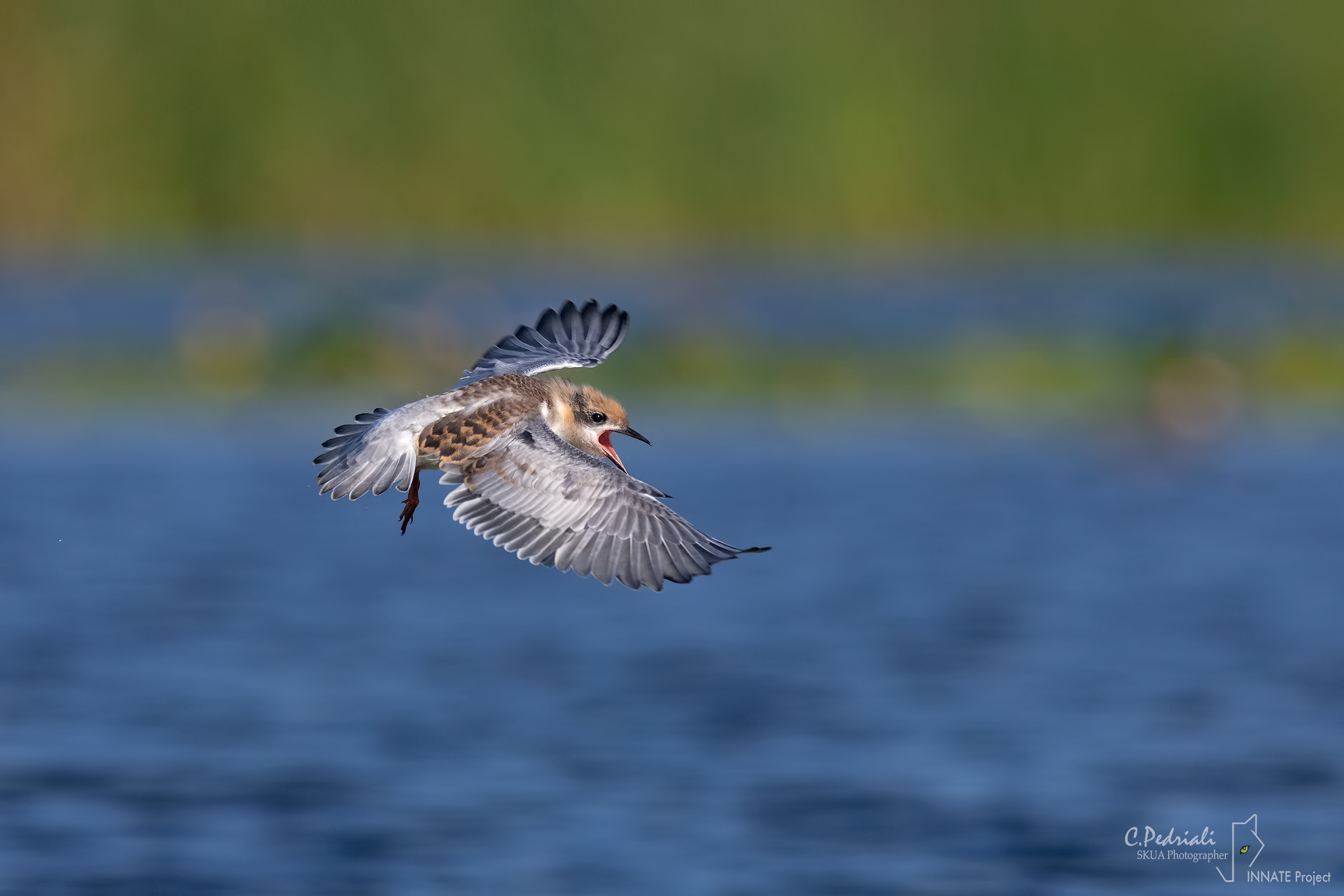 The first flight of the leaded little finger