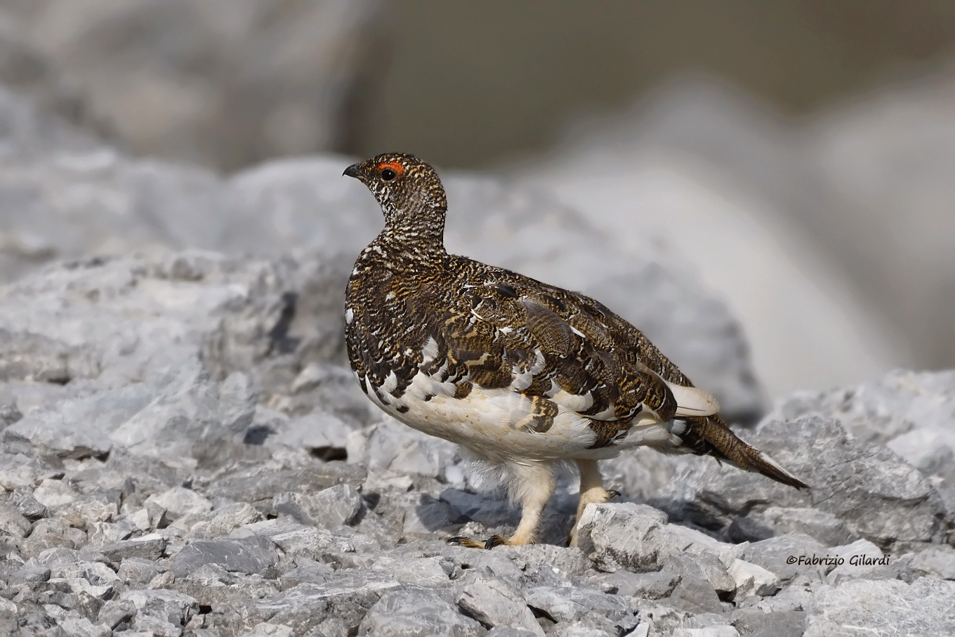 Lagopus muta (Pernice bianca m.)