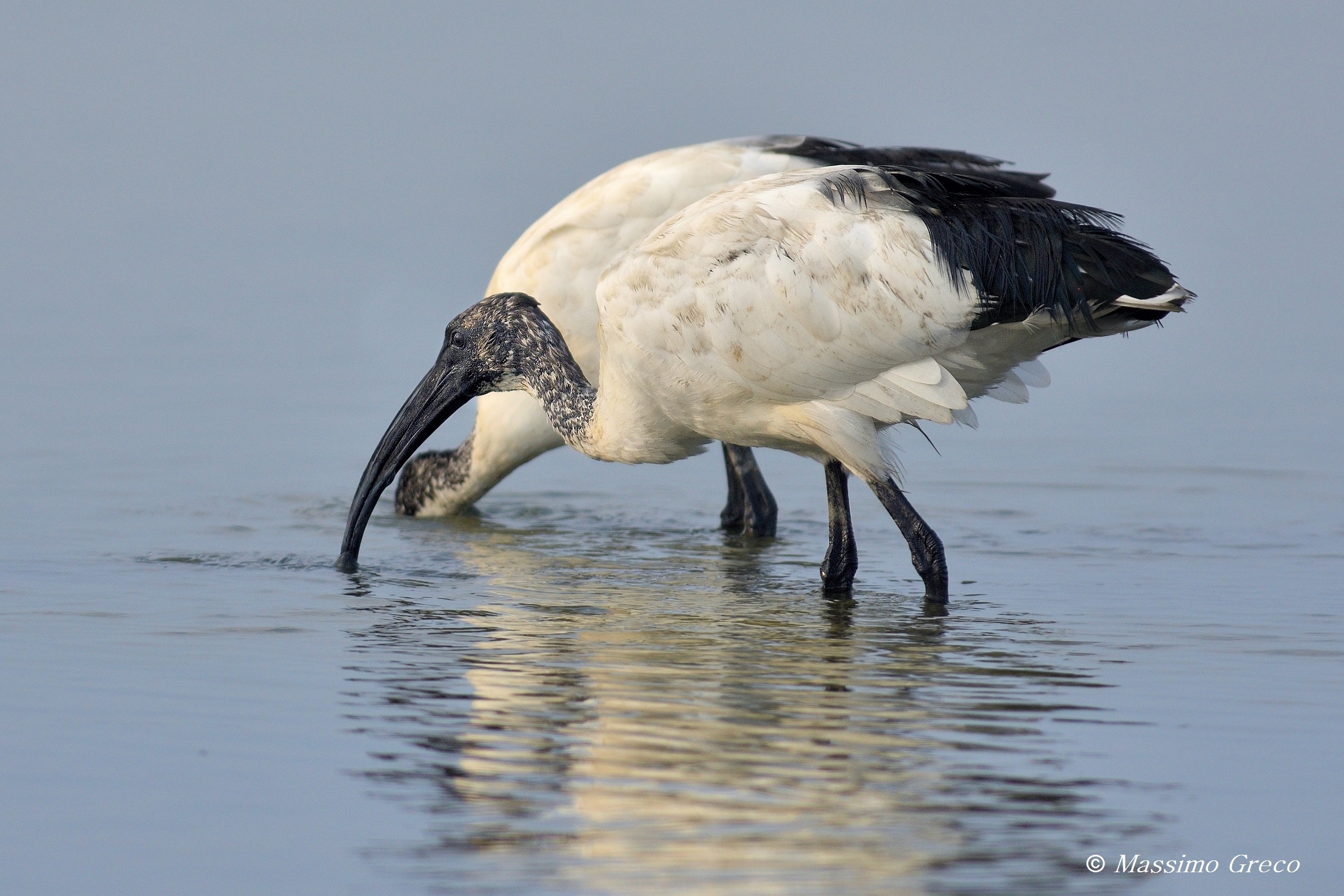 Ibis sacro (Threskiornis aethiopicus)