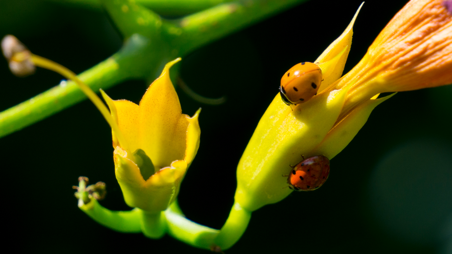 Coccinelle su Bignonia