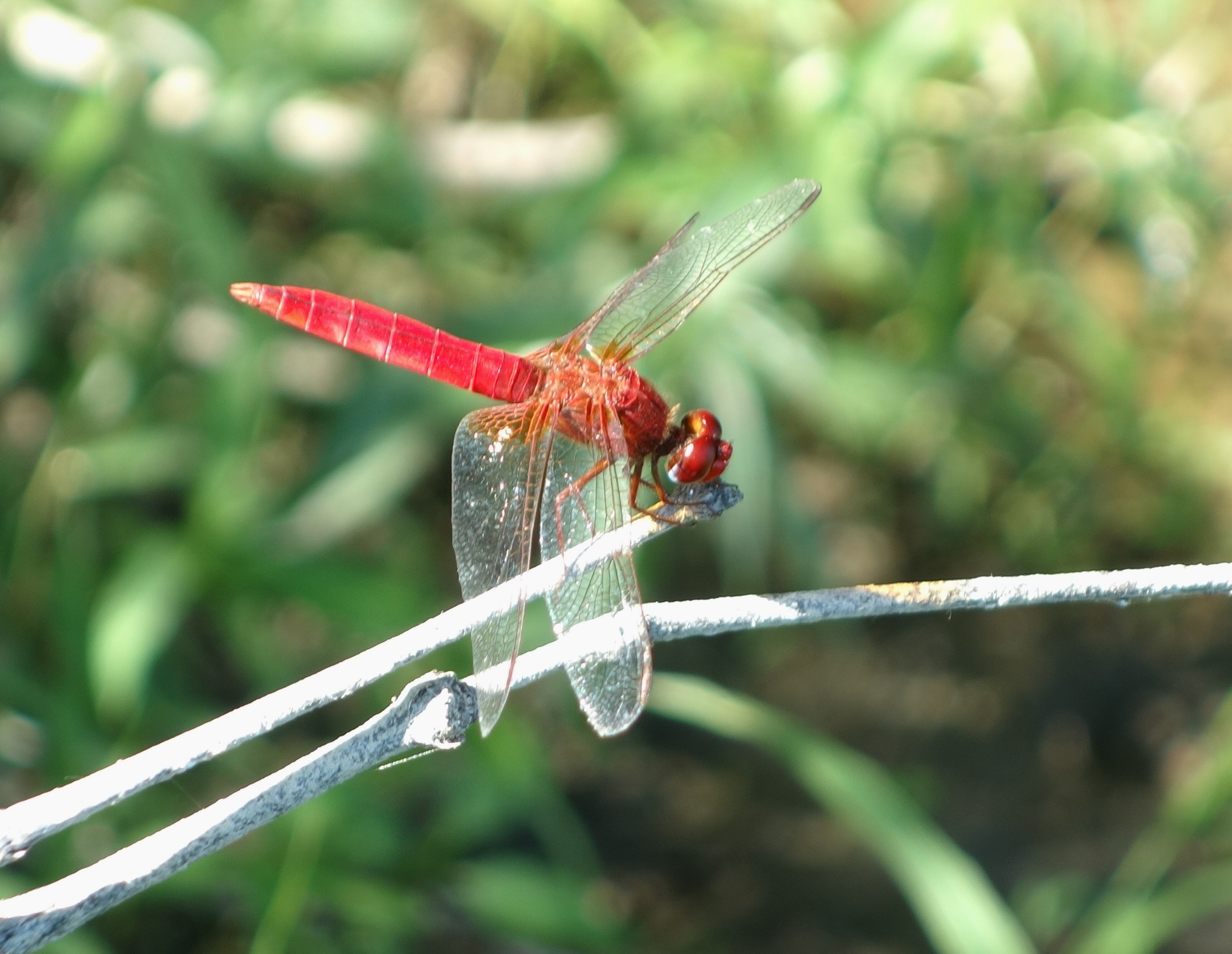 River Dragonfly 2
