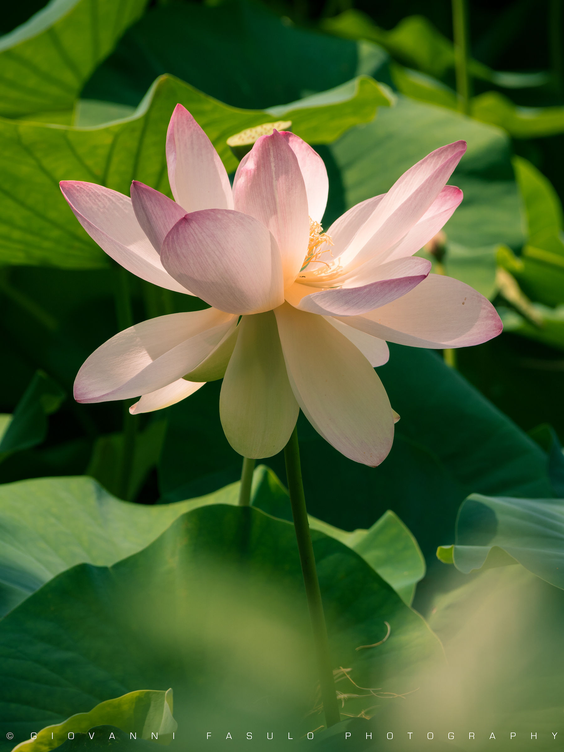 Lotus